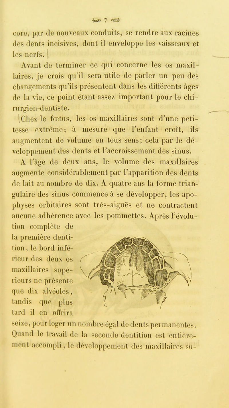 corc, par de nouveaux conduits, se rendre aux racines des dents incisives, dont il enveloppe les vaisseaux et les nerfs. { Avant de terminer ce qui concerne les os maxil- laires, je crois qu'il sera utile de parler un peu des changements qu'ils présentent dans les différents âges de la vie, ce point étant assez important pour le chi- rurgien-dentiste. (Chez le fœtus, les os maxillaires sont d'une peti- tesse extrême; à mesure que l'enfant croît, ils augmentent de volume en tous sens; cela par le dé- veloppement d^s dents et l'accroissement des sinus. A l'âge de deux ans, le volume des maxillaires augmente considérablement par l'apparition des dents de lait au nombre de dix. A quatre ans la forme trian- gulaire des sinus commence à se développer, les apo- physes orbitaires sont très-aiguës et ne contractent aucune adhérence avec les pommettes. Après l'évolu- tion complète de la première denti- tion , le bord infé- rieur des deux os maxillaires supé- rieurs ne présente que dix alvéoles, tandis que plus tard il en offrira seize, pour loger un nombre égal de dents permanentes. Quand le travail de la seconde dentition est entière- ment accompli, le développement des maxillaires su-