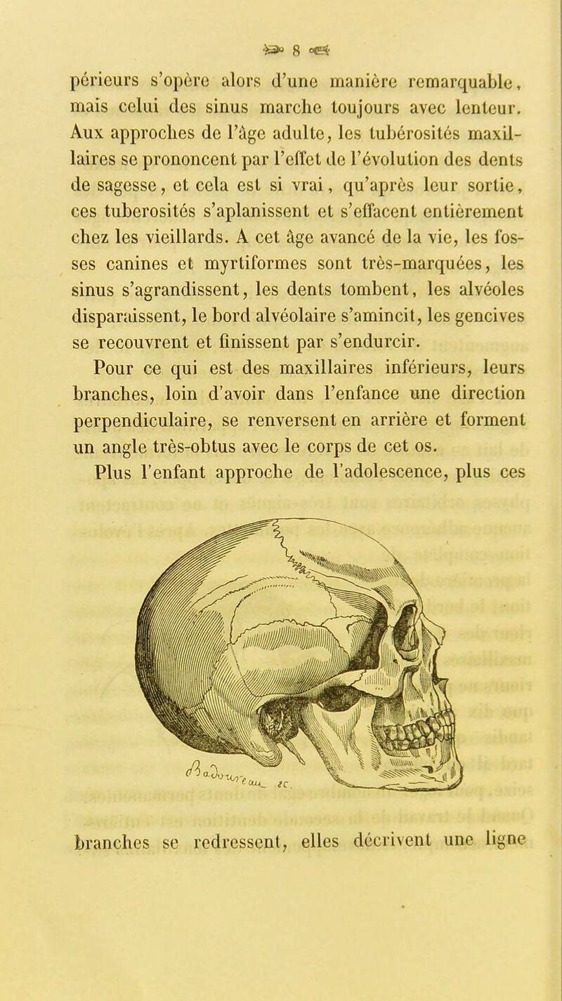 périeurs s'opère alors d'une manière remarquable, mais celui des sinus marche toujours avec lenteur. Aux approches de l'âge adulte, les tubérosités maxil- laires se prononcent par l'effet de l'évolution des dents de sagesse, et cela est si vrai, qu'après leur sortie, ces tubérosités s'aplanissent et s'effacent entièrement chez les vieillards. A cet âge avancé de la vie, les fos- ses canines et myrtiformes sont très-marquées, les sinus s'agrandissent, les dents tombent, les alvéoles disparaissent, le bord alvéolaire s'amincit, les gencives se recouvrent et finissent par s'endurcir. Pour ce qui est des maxillaires inférieurs, leurs branches, loin d'avoir dans l'enfance une direction perpendiculaire, se renversent en arrière et forment un angle très-obtus avec le corps de cet os. Plus l'enfant approche de l'adolescence, plus ces branches se redressent, elles décrivent une ligne