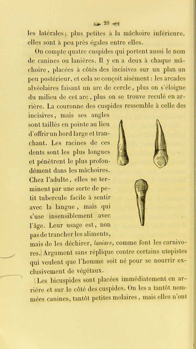 les latérales; plus petites à la mâchoire inférieure, elles sont à peu près égales entre elles. On compte quatre cuspides qui portent aussi le nom de canines ou lanières. Il y en a deux à chaque mâ- choire , placées à côtés des incisives sur un plan un peu postérieur, et cela se conçoit aisément : les arcades alvéolaires faisant un arc de cercle, plus on s'éloigne du milieu de cet arc, plus on se trouve reculé en ar- rière. La couronne des cuspides ressemble à celle des incisives, mais ses angles sont taillés en pointe au lieu d'offrir un bord large et tran- chant. Les racines de ces dents sont les plus longues et pénètrent le plus profon- dément dans les mâchoires. Chez l'adulte, elles se ter- minent par une sorte de pe- tit tubercule facile à sentir avec la langue , mais qui s'use insensiblement avec l'âge. Leur usage est, non pas de trancher les aliments, mais de les déchirer, laniare, comme font les carnivo- res.! Argument sans réplique contre certains utopistes qui veulent que l'homme soit né pour se nourrir ex- clusivement de végétaux. \ Les bicuspides sont placées immédiatement en ar- rière et sur le côté des cuspides. On les a tantôt nom- mées canines, tantôt petites molaires, mais elles n'ont