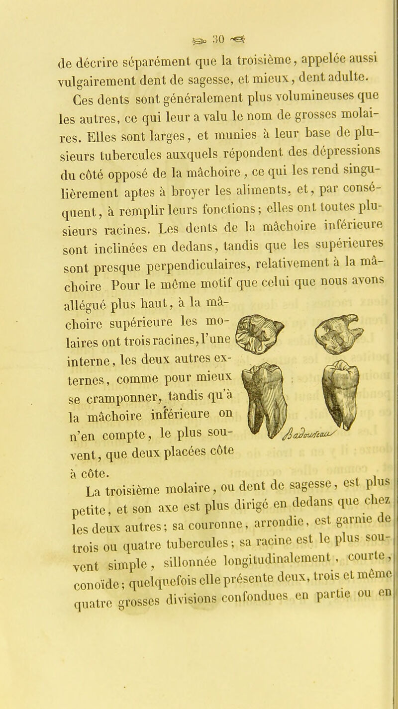 de décrire séparément que la troisième, appelée aussi vulgairement dent de sagesse, et mieux, dent adulte. Ces dents sont généralement plus volumineuses que les autres, ce qui leur a valu le nom de grosses molai- res. Elles sont larges, et munies à leur base de plu- sieurs tubercules auxquels répondent des dépressions du côté opposé de la mâchoire , ce qui les rend singu- lièrement aptes à broyer les aliments, et, par consé- quent, à remplir leurs fonctions; elles ont toutes plu- sieurs racines. Les dents de la mâchoire inférieure sont inclinées en dedans, tandis que les supérieures sont presque perpendiculaires, relativement à la mâ- choire Pour le même motif que celui que nous avons allégué plus haut, à la mâ- choire supérieure les mo- laires ont trois racines, l'une interne, les deux autres ex- ternes , comme pour mieux se cramponner, tandis qu'à la mâchoire inférieure on n'en compte, le plus sou- vent, que deux placées côte à côte La troisième molaire, ou dent de sagesse, est plus petite, et son axe est plus dirigé en dedans que chez les deux autres; sa couronne, arrondie, est garnie de trois ou quatre tubercules ; sa racine est le plus sou- vent simple, sillonnée longitudinalement, courte, conoïde ; quelquefois elle présente deux, trois et même quatre grosses divisions confondues en partie ou en