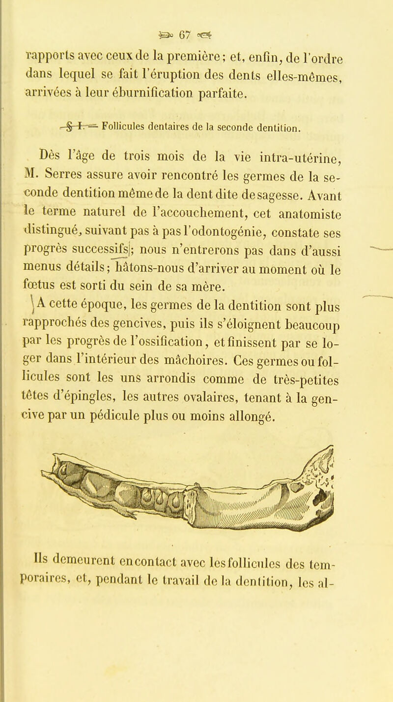 Tiipports avec ceux de la première; et, enfin, de l'ordre dans lequel se fait l'éruption des dents elles-mêmes, arrivées à leur éburnifîcation parfaite. r-§-*r=- Follicules dentaires de la seconde dentition. Dès l'âge de trois mois de la vie intra-utérine, M. Serres assure avoir rencontré les germes de la se- conde dentition même de la dent di te de sagesse. Avant le terme naturel de l'accouchement, cet anatomiste distingué, suivant pas à pasl'odontogénie, constate ses progrès successif!; nous n'entrerons pas dans d'aussi menus détails; hâtons-nous d'arriver au moment où le fœtus est sorti du sein de sa mère. ^ A cette époque, les germes de la dentition sont plus rapprochés des gencives, puis ils s'éloignent beaucoup par les progrès de l'ossification, et finissent par se lo- ger dans l'intérieur des mâchoires. Ces germes ou fol- licules sont les uns arrondis comme de très-petites têtes d'épingles, les autres ovalaires, tenant à la gen- cive par un pédicule plus ou moins allongé. Ils demeurent en contact avec les follicules des tem- poraires, et, pendant le travail de la dentition, les al-