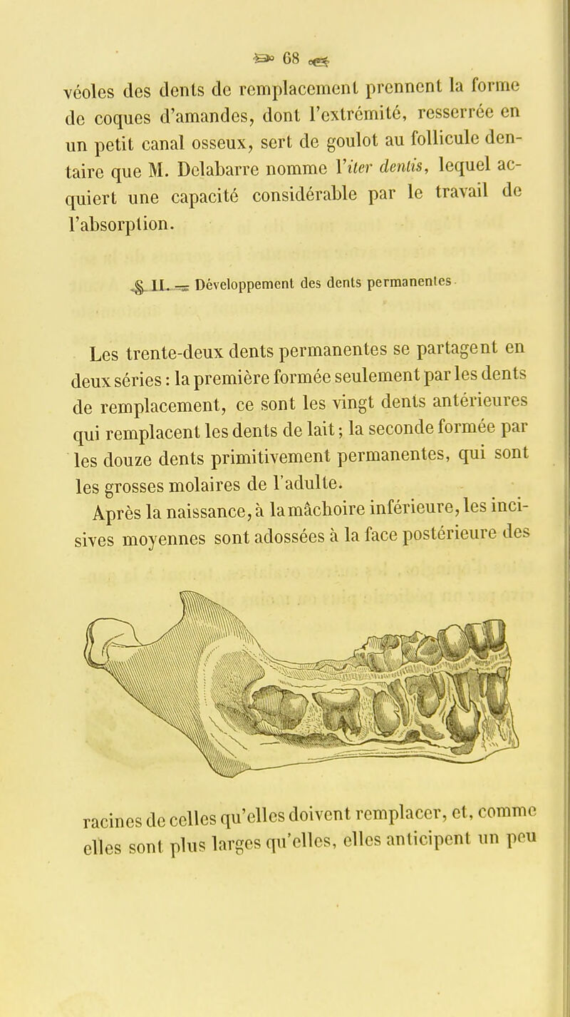 véoles (les tlents de remplacemenl prennent la forme de coques d'amandes, dont l'extrémité, resserrée en un petit canal osseux, sert de goulot au follicule den- taire que M. Delabarre nomme Viler demis, lequel ac- quiert une capacité considérable par le travail de l'absorption. ^,lL--= Développemcnl des dents permanentes- Les trente-deux dents permanentes se partagent en deux séries : la première formée seulement par les dents de remplacement, ce sont les vingt dents antérieures qui remplacent les dents de lait ; la seconde formée par les douze dents primitivement permanentes, qui sont les grosses molaires de l'adulte. Après la naissance, à la mâchoire inférieure, les inci- sives moyennes sont adossées à la face postérieure des racines de celles qu'elles doivent remplacer, et, comme elles sont plus larges qu'elles, elles anticipent un pou