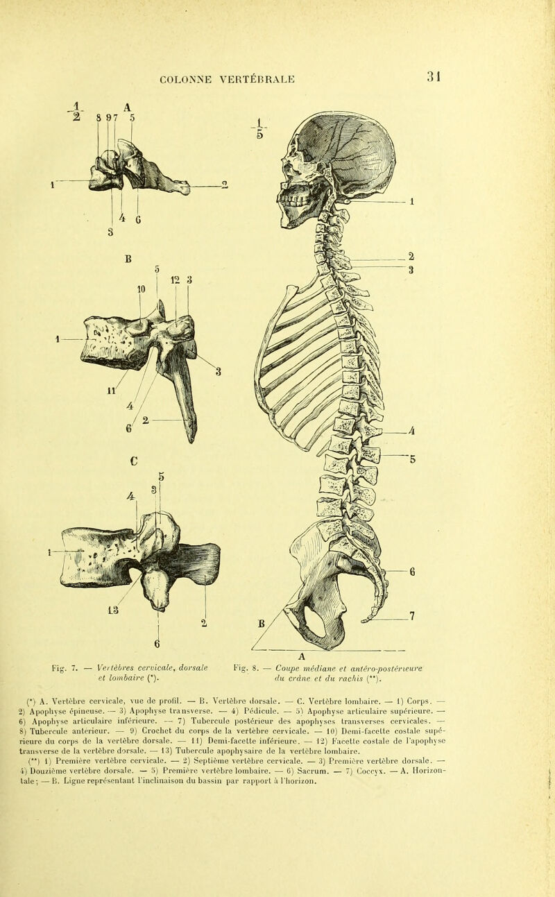 Fig. 7. — Vertèbres cervicale, dorsale Fig. S. — Coupe médiane et antéro-postérieure et lombaire (*). du crâne et du rachis (). (*) A. Vertèbre cervicale, vue de profil. — B. Verlùlji-e liorsale. — C. Vertèbre lombaire. — 1) Corps. — 2) Apophyse épineuse. — 3) Apophyse transverse. ■— 4) Pédicule. — 5) Apophyse articulaire supérieure. — 6) Apophyse articulaire inférieure. — 7) Tubercule postérieur des apophyses Iransverses cervicales. — 8) Tubercule antérieur. — U) Crochet du corps de la -vertèbre cervicale. — 10) Demi-facette costale supé- rieure du corps de la vertèbre dorsale. — 11) Demi-facette inférieure. — 12) F'acetle costale de l'apophyse transverse de la vertèbre dorsale. — 13) Tubercule apophysaire de la vertèbre lombaire. (**) 1) Première vertèbre cervicale. — 2) Septième vertèbre cervicale. — 3) Première vertèbre dorsale. — 4) Douzième vertèbre dorsale. — 5) Première vertèbre lombaire. — G) Sacrum. — 7) Coccyx. —A. Horizon- tale;— 1). Ligne représentant l'inclinaison du bassin par rapport à l'horizon.