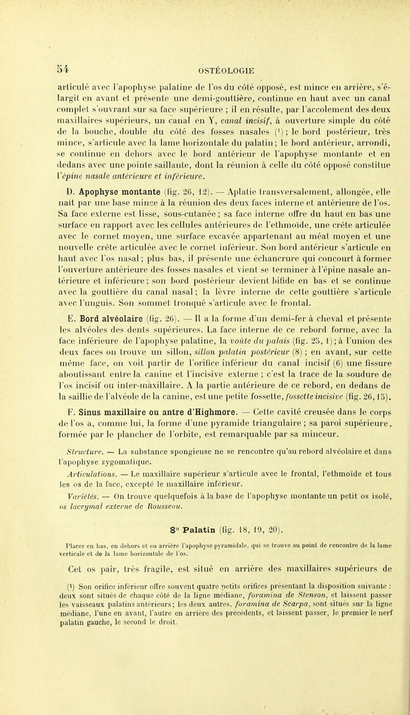 articulé avec l'apophyse palatine de l'os du côté opposé, est mince en arrière, s'é- largit en avant et présente une denii-goutti-ère, continue en haut avec un canal complet s'ouvrant sur sa face supérieure ; il en résulte, par l'accolement des deux maxillaires supérieurs, un canal en Y, canal incisif, à ouverture simple du côté de la Louche, double du côté des fosses nasales ('); le bord postérieur, très mince, s'articule avec la lame horizontale du palatin; le bord antérieur, arrondi, se continue en dehors avec le bord antérieur de l'apophyse montante et en dedans avec une pointe saillante, dont la réunion à celle du côté opposé constitue Vépine iiasale antérieure et inférieure. D. Apophyse montante (fig. 26, 12). — Aplatie transversalement, allongée, elle naît par une base mince à la réunion des deux faces interne et antérieure de l'os. Sa face externe est lisse, sous-cutanée ; sa face interne offre du haut en bas une surface en rapport avec les cellules antérieures de l'ethmoïde, une crête articulée avec le cornet moyen, une surface excavée appartenant au méat moyen et une nouvelle crête articulée avec le cornet inférieur. Son bord antérieur s'articule en haut avec l'os nasal; plus bas, il présente une échancrure qui concourt à former l'ouverture antérieure des fosses nasales et vient se terminer à l'épine nasale an- térieure et inférieure ; son bord postérieur devient bifide en bas et se continue avec la gouttière du canal nasal ; la lèvre interne de cette gouttière s'articule avec l'unguis. Son sommet tronqué s'articule avec le frontal. E. Bord alvéolaire (lig. 26). — 11 a la forme d'un demi-fer à cheval et présente les alvéoles des dents supérieures. La face interne de ce rebord forme, avec la face inférieure de l'apophyse palatine, la voûte du palais (fig. 2b, l);à l'union des deux faces on trouve un sillon, sillon palatin postérieur (8) ; en avant, sur cette même face, on voit partir de l'orifice inférieur du canal incisif (6) une fissure aboutissant entre la canine et l'incisive externe ; c'est la trace de la soudure de l'os incisif ou inter-maxillaire. A la partie antérieure de ce rebord, en dedans de la saillie de l'alvéole delà canine, est une petite îosîiette, fossette incisive (fig. 26,15). F. Sinus maxillaire ou antre d'Highmore. — Cette cavité creusée dans le corps de l'os a, comme lui, la forme d'une pyramide triangulaire ; sa paroi supérieure, formée par le plancher de l'orbite, est remarquable par sa minceur. Structure. — La substance spongieuse ne se rencontre qu'au rebord alvéolaire et dans l'apophyse zygomatique. Articulations. — Le maxillaire supéi'ieur s'articule avec le frontal, l'ethmoïde et tous les os,de la face, excepté le maxillaire inférieur. Variétés. — On trouve quelquefois à la base de l'apophyse montante un petit os isolé, os lacrymal externe de Rousseau. 8° Palatin (fig. 18, 10, 20). Placer en bas, en deliors et en arrière l'apopliyse pyramidale, qui se trouve au point de rencontre de la lame verticale et de la lame horizontale de l'os. Cet os pair, très fragile, est situé en arrière des maxillaires supérieurs de (1) Son orifice inférieur offre souvent quatre netits orifices présentant la disposition suivante : deux sont situés de chaque côté de la ligne médiane, foramina de Stenson, et laissent passer les vaisseaux palatins antérieurs; les deux autres, foramina de Scarpa, sont situés sur la ligne médiane, l'une en avant, l'autre en arrière des précédents, et laissent passer, le premier le nerf palatin gauche, le second le droit.