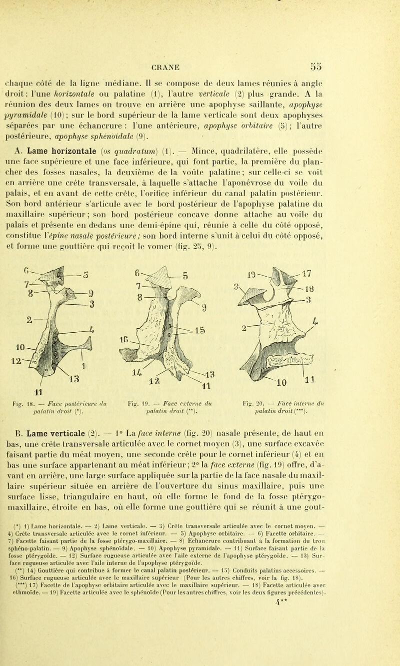 chaque coté de la ligne médiane. Il se compose de deux lames réunies à angle droit : l'une Aomo?iia/e ou palatine (1), l'autre verticale (2) plus grande. A la réunion des deux lames on trouve en arrière une apophyse saillante, apophyse pyramidale (10); sur le bord supérieur de la lame verticale sont deux apophyses séparées par une échancrure : l'une antérieure, apophyse orbitaire (5) ; l'autre postérieure, apophyse sphéno'idale (9). A. Lame horizontale (os quadratum) (1). — Mince, quadrilatère, elle possède une face supérieure et une face inférieure, qui font partie, la première du plan- cher des fosses nasales, la deuxième de la voûte palatine ; sur celle-ci se voit en arrière une crête transversale, à laquelle s'attache l'aponévrose du voile du palais, et en avant de cette crête, l'orifice inférieur du canal palatin postérieur. Son bord antérieur s'articule avec le bord postérieur de l'apophyse palatine du maxillaire supérieur; son bord postérieur concave donne attache au voile du palais et présente en dedans une demi-épine qui, réunie à celle du côté opposé, constitue Vépine nasale postérieure ; son bord interne s'unit à celui du côté opposé, et forme une gouttière qui reçoit le vomer (fig. 2b, 9). B. Lame verticale (2). — 1° La. face interne (fig. 20) nasale présente, de haut en bas, une crête transversale articulée avec le cornet moyen (3), une surface excavée faisant partie du méat moyen, une seconde crête pour le cornet inférieur (4) et en bas une surface appartenant au méat inférieur; 2° la face externe (fig. 19) offre, d'a- vant en arrière, une large surface appliquée sur la partie de la face nasale du maxil- laire supérieur située en arrière de l'ouverture du sinus maxillaire, puis une surface lisse, triangulaire en haut, où elle forme le fond de la fosse ptérygo- maxillaire, étroite en bas, où elle forme une gouttière qui se réunit à une gout- (*) 1) Lame liorizontale. — i) Lame verticale. — 3) Crète transversale articulée avec le cornet moyen. — 4) Crète transversale articulée avec le cornet inférieur. ■— 5) Apophyse orbitaire. — 6) Facette orbitaire. — 7) Facette faisant partie de la fosse ptérygo-maxillaire. — 8) Echancrure contribuant à la formation du trou sphéno-palatin. — 9) Apophyse sphénoïdale. — iO) Apophyse pyramidale. — 11) Surface faisant partie de la fosse ptérygoïde. — 12) Surface rugueuse articulée avec l'aile externe de l'apophyse ptérygo'i'de. — 13) Sur- face rugueuse articulée avec l'aile interne de l'apophyse ptérygo'i'de. ('*) 14) Gouttière qui contribue à former le canal palatin postérieur. — l'i) Conduits palatins accessoires. — 16) Surface rugueuse articulée avec le maxillaire supérieur (Pour les autres chiffres, voir la fig. 18). (*'*) 17) Facette de l'apophyse orbitaire articulée avec le maxillaire supérieur. — 18) Facette articulée avec ethmo'ide. — 19) Facette articulée avec le sphénoi'de (Pour les autres chiffres, voir les deux figures précédentes). Fig. 19. — Face externe du palatin liroit (**). Fig. 20. — Face interne du palatin droit {). ■»*