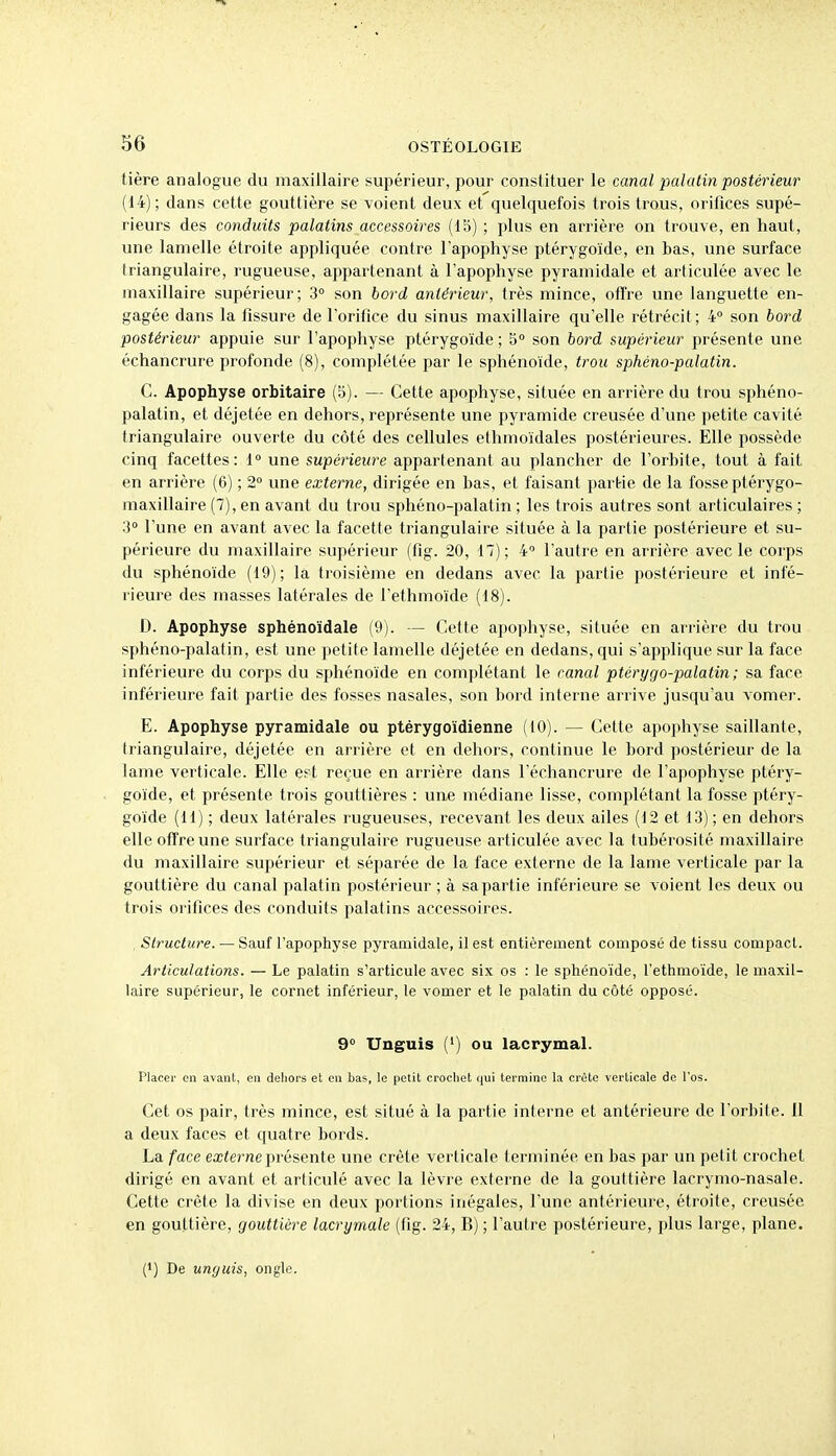 tière analogue du maxillaire supérieur, pour constituer le canal palatin postérieur (14); dans cette gouttière se voient deux et quelquefois trois trous, orifices supé- rieurs des conduits palatins accessoires (15) ; plus en arrière on trouve, en haut, une lamelle étroite appliquée contre l'apophyse ptérygoïde, en bas, une surface triangulaire, rugueuse, appartenant à l'apophyse pyramidale et articulée avec le maxillaire supérieur; 3 son bord antérieur, très mince, offre une languette en- gagée dans la fissure de l'orifice du sinus maxillaire qu'elle rétrécit; 4° son bord postérieur appuie sur l'apophyse ptérygoïde ; 5° son bord supérieur présente une échancrure profonde (8), complétée par le sphénoïde, trou sphéno-palatin. G. Apophyse orbitaire (S). — Cette apophyse, située en arrière du trou sphéno- palatin, et déjetée en dehors, représente une pyramide creusée d'une petite cavité triangulaire ouverte du côté des cellules ethmoïdales postérieures. Elle possède cinq facettes: 1° une supérieure appartenant au plancher de l'orbite, tout à fait en arrière (6) ; 2° une externe, dirigée en bas, et faisant partie de la fosse ptérygo- maxillaire (7), en avant du trou sphéno-palatin ; les trois autres sont articulaires ; 3° l'une en avant avec la facette triangulaire située à la partie postérieure et su- périeure du maxillaire supérieur (fig. 20, 17); 4 l'autre en arrière avec le corps du sphénoïde (19); la troisième en dedans avec la partie postérieure et infé- rieure des masses latérales de l'ethmoïde (18). D. Apophyse sphénoïdale (9). — Cette apophyse, située en arrière du trou sphéno-palatin, est une petite lamelle déjetée en dedans, qui s'applique sur la face inférieure du corps du sphénoïde en complétant le canal ptérygo-palatin ; sa face inférieure fait partie des fosses nasales, son bord interne arrive jusqu'au vomer. E. Apophyse pyramidale ou ptérygoïdienne (10). — Cette apophyse saillante, triangulaire, déjetée en arrière et en dehors, continue le bord postérieur de la lame verticale. Elle eft reçue en arrière dans l'échancrure de l'apophyse ptéry- goïde, et présente trois gouttières : une médiane lisse, complétant la fosse ptéry- goïde (H) ; deux latérales rugueuses, recevant les deux ailes (12 et 13) ; en dehors elle offre une surface triangulaire rugueuse articulée avec la tubérosité maxillaire du maxillaire supérieur et séparée de la face externe de la lame verticale par la gouttière du canal palatin postérieur ; à sa partie inférieure se voient les deux ou trois orifices des conduits palatins accessoires. , Structui^e. — Sauf l'apopliyse pyramidale, il est entièrement composé de tissu compacl. Articulations. — Le palatin s'articule avec six os : le sphénoïde, l'ethmoïde, le maxil- laire supérieur, le cornet inférieur, le vomer et le palatin du côté opposé. 9° Unguis (') ou lacrymal. Placer en avant, en delioi's et en bas, le petit crochet qui termine la crête verticale de l'os. Cet os pair, très mince, est situé à la partie interne et antérieure de l'orbite. 11 a deux faces et quatre bords. La face eœferneprésente une crête verticale terminée en bas par un petit crochet dirigé en avant et articulé avec la lèvre externe de la gouttière lacrymo-nasale. Cette crête la divise en deux portions inégales, l'une antérieure, étroite, creusée en gouttière, gouttière lacrymale (fig. 24, B) ; l'autre postérieure, plus large, plane. (1) De untjuis, ongle.