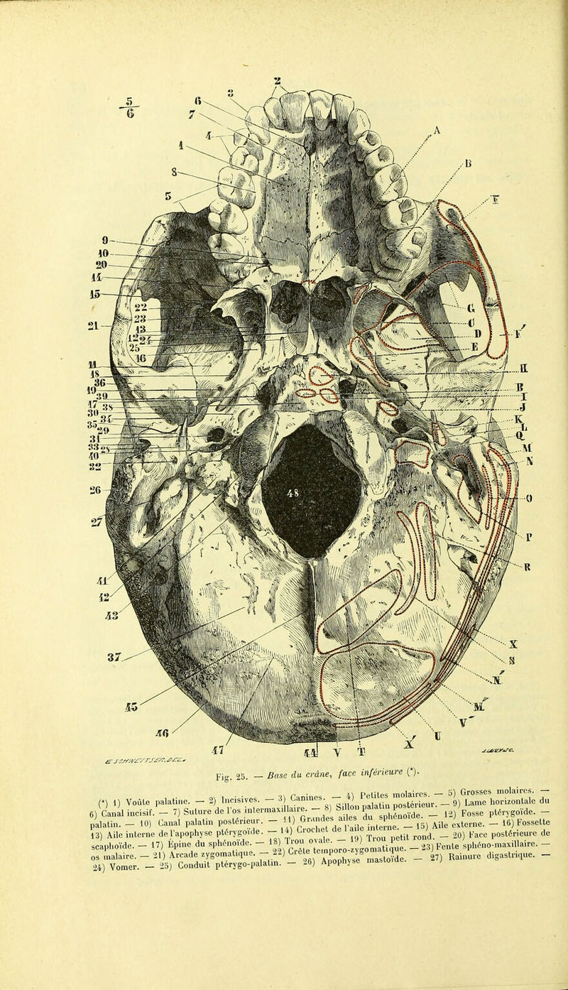 -17 Fig. 25. — Base du crâne, face inférieure (*). c^ T ■ • = r-inines - 4) felites molaires. - b) Grosses molaire». - (*) 1) Voûte palatine. - 2) Incisives. - 3 Ganme.. / , ^^^térieur. - 9) Lame horuonlalc du 6) Canal incisif. - 7) Suture de l'os inlermaxi laire. - b) S Ion P^'^  .«/J _ ^osse ptérygoïde. - palatin. - 10) Canal palatin postérieur. - > i^™^ t rn - Aile externe. - 16) Fossette 13) Aile interne de l'apophyse ptérygoïde. - 1.) Crochet de ' » ^'•'J; J _ 1,.,,, postérieure de