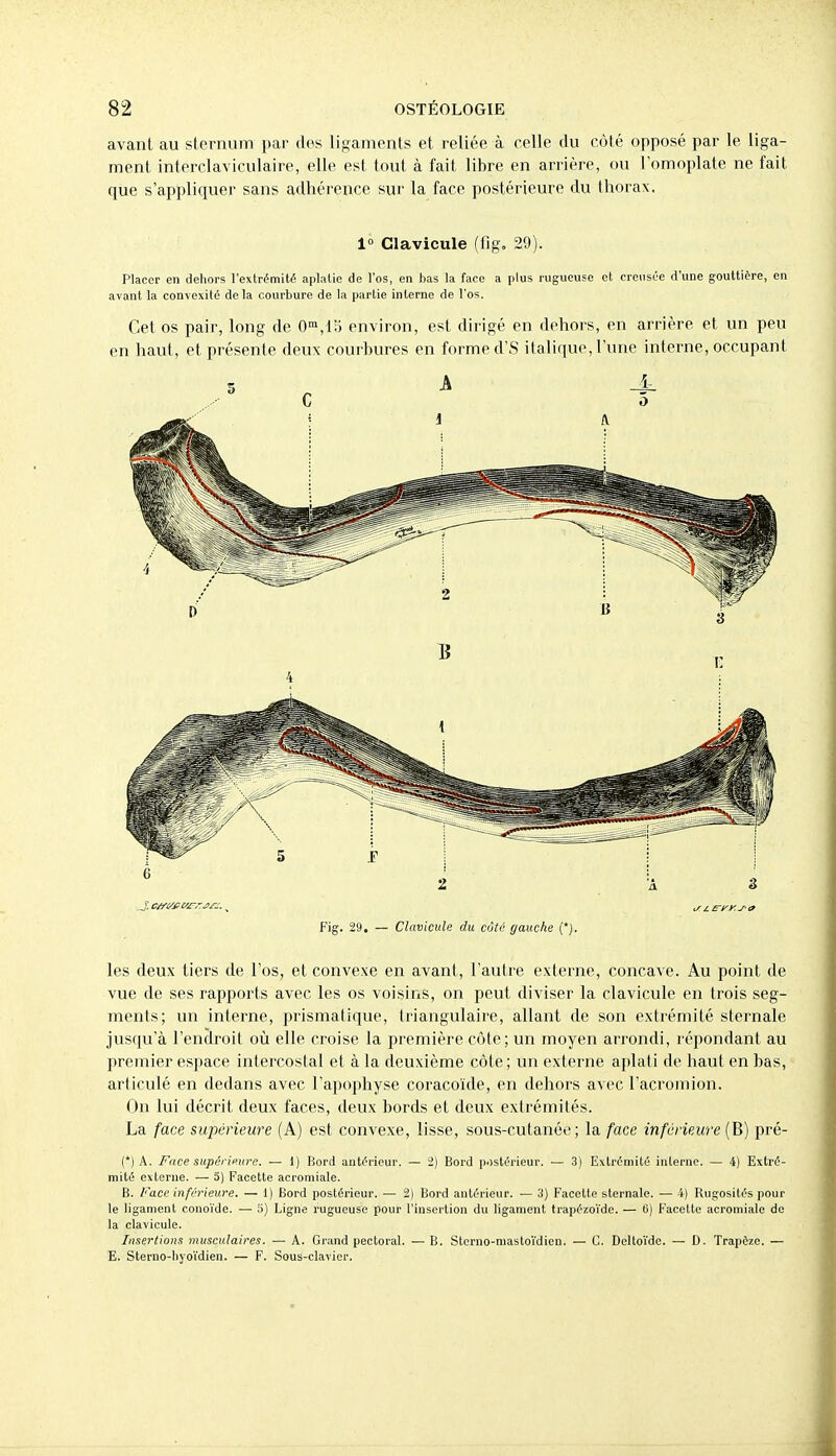 avant au sternum par dos ligaments et reliée à celle du coté opposé par le liga- ment interclaviculaire, elle est tout à fait libre en arrière, ou l'omoplate ne fait que s'appliquer sans adhérence sur la face postérieure du thorax. 1° Clavicule (fig, 29). Placer en dehors l'extrémité aplatie de l'os, en bas la face a plus rugueuse et creusée d'une gouttière, en avant la convexité delà courbure de la partie interne de l'os. Cet os pair, long de 0°i,i:i environ, est dirigé en dehors, en arrière et un peu en haut, et présente deux courbures en forme d'S ilaliquo, l'une interne, occupant Fig. 29. — Clavicule du côté gauche {*). les deux tiers de l'os, et convexe en avant, l'autre externe, concave. Au point de vue de ses rapports avec les os voisins, on peut diviser la clavicule en trois seg- ments; un interne, prismatique, triangulaire, allant de son extrémité sternale jusqu'à l'enclroit où elle croise la première côte; un moyen arrondi, répondant au premier espace intercostal et à la deuxième côte ; un externe aplati de haut en bas, articulé en dedans avec l'apophyse coracoïde, en dehors avec l'acromion. On lui décrit deux faces, deux bords et deux extrémités. La face supérieure (A) est convexe, lisse, sous-cutanéo ; la face inférieure (B) pré- (*) A. Face supérieure. — 1) Bord antérieur. — i] Bord postérieur. — .3) Extrémité interne. — 4) Extré- mité externe. — 5) Facette acromiale. B. Face inférieure. — i) Bord postérieur. — 2) Bord antérieur. — 3) Facette sternale. — 4) Rugosités pour le ligament couoïde. — 5) Ligne rugueuse pour l'insertion du ligament trapézo'ide. — 6) Facette acromiale de la clavicule. Insertions musculaires. — A. Grand pectoral. — B. Sterno-masto'idien. — C. Delto'ide. — D. Trapèze. — E. Steruo-byo'i'dien. — F. Sous-clavier.