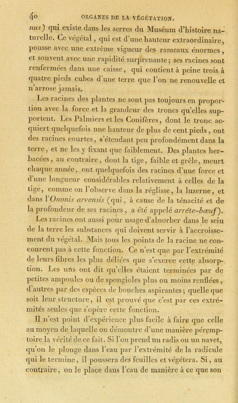 nus) qui existe dans les serres du Muséum d’histoire na- turelle. Ce végétal, qui est d’une hauteur extraordinaire, pousse avec une extrême vigueur des rameaux énormes , et souvent avec une rapidité surprenante 5 ses racines sont renfermées dans une caisse , qui contient à peine trois à quatre pieds cubes d une terre que l’on ne renouvelle et n’arrose jamais. Les racines des plantes ne sont pas toujours en propor- tion avec la force et la grandeur des troncs qu’elles sup- portent. Les Palmiers et les Conifères, dont le tronc ac- quiert quelquefois une hauteur de plus de cent pieds , ont des racines courtes, s’étendant peu profondément dans la terre, et ne les y fixant que faiblement. Des plantes her- bacées , au contraire, dont la tige, faible et grêle, meurt chaque année, ont quelquefois des racines d’une force et d une longueur considérables relativement à celles de la tige, comme on l’observe dans la réglisse, la luzerne, et dans 1 Onojiis arvensis (qui, à cause de la ténacité et de la profondeur de ses racines , a été appelé arrête-bœuf ). Les racines ont aussi pour usage d’absorber dans le sein de la terre les substances qui doivent servir à l’accroisse- ment du végétal. Mais tous les points de la racine ne con- courent pas à cette fonction. Ce n’est que par l'extrémité de leurs libres les plus déliées que s’exerce cette absorp- tion. Les uns ont dit qu’elles étaient terminées par de petites ampoules ou de spongioles plus ou moins renflées , d autres par des espèces de bouches aspirantes 5 quelle que soit leur structure, il est prouvé que c’est par ces extré- mités seules que s’opère cette fonction. Il n’est point d’expérience plus facile à faire que celle au moyen de laquelle on démontre d’une manière pérpmp- toire la vérité de ce fait. Si l’on prend un radis ou un navet, qu’on le plonge dans l’eau par l’extrémité de la radicule qui le termine , il poussera des feuilles et végétera. Si, au contraire, on le place dans l’eau de manière à ce que son