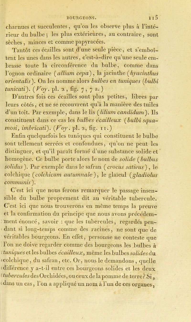 cliarnues et succulentes, qu’on les observe plus à l’inté- rieur du bulbe; les plus extérieures, au contraire, sont sèches , minces eî comme papyracées. Tantôt ces écailles sont d’une seule pièce, et s’emboî- tent les unes dans les autres, c’est-à-dire qu’une seule em- brasse toute la circonférence du bulbe, Comme dans l’ognon ordinaire gallium cepa') , la jacinthe (hyacinthus oj'ientalis ). On les nomme alors bulbes en tuniques {bulbi tunicati). {Voy. pi. 2 , fig. 7 , 7 a. ) D’autres fois ces écailles sont plus petites, libres par leurs côtés, et ne se recouvrent qu’à la manière des tuiles d’un toit. Par exemple, dans le lis (lïliurn candidum'). Ils constituent dans ce cas les bulbes écailleux (bulbi squa- jjiosi, imbricati). {Voy. pl. 2, fig. 11.) Enfin quelquefois les tuniques qui constituent le bulbe sont tellement serrées et confondues, qu’on ne peut les distinguer, et qu’il paraît formé d’une substance solide et homogène. Ce bulbe porte alors le nom de solide ( bulbus solidus ). Par exemple dans le safran ( crocus sativus) , le colchique (colchicum autumnale ), le glaïeul (gladiolus commuais). C’est ici que nous ferons remarquer le passage insen- sible du bulbe proprement dit au véritable tubercule. C’est ici que nous trouverons en même temps la preuve et la confirmation du principe que nous avons précédem- ment énoncé, savoir : que les tubercules, regardés pen- dant si long-temps comme des racines, ne sont que de véritables bourgeons. En effet, personne ne conteste que Ton ne doive regarder comme des bourgeons les bulbes à tuniques et les bulbes écailleux, même les bulbes solides du colchique, du safran, etc. Or, nous le demandons , quelle différence y a-t-il entre ces bourgeons solides et les deux tubercules des Orchidées, ou ceux de la pomme de terre ? Si, dans un cas, l’on a appliqué un nom à l’un de ces organes,