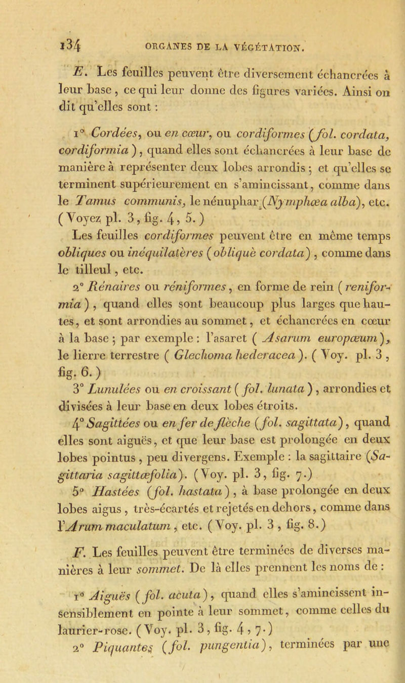 E. Les feuilles peuvent être diversement échancrées à leur base , ce qui leur donne des figures variées. Ainsi on dit qu’elles sont : i° Cordées, ou en cœur, ou cordiformes (fol. cordata, cordiformia ) , quand elles sont éclaancrées à leur base de manière à représenter deux lobes arrondis; et qu’elles se terminent supérieurement en s’amincissant, comme dans le Tamus commuais, le nénuphar. (Nymphœaaïba), etc. ( Voyez pi. 3, fig. 4 5 5. ) Les feuilles cor dif ormes peuvent être en même temps obliques ou inéquilatères (obliqué cordata) , comme dans le tilleul, etc. 2° Rénaires ou rêniformes, en forme de rein ( renifor- mia ) , quand elles sont beaucoup plus larges que hau- tes , et sont arrondies au sommet, et échancrées en cœur à la base ; par exemple : l’asaret ( Asarum europœum ), le lierre terrestre ( Glechoma hederacea). ( Voy. pl. 3 , fig. 6. ) 3° Lunulées ou en croissant ( fol. lunata ) , arrondies et divisées à leur base en deux lobes étroits. 4° Sagitiées ou enfer de flèche (fol. sagiltata), quand elles sont aiguës, et que leur base est prolongée en deux lobes pointus , peu divergens. Exemple : la sagittaire (Sa- gittaria sagittœfolia). (Voy. pl. 3, fig. y.) 5° Hastées (fol. hastata ) , à base prolongée en deux lobes aigus , très-écartés et rejetés en dehors, comme dans Y Arum maculatum , etc. (Voy. pl. 3 , fig. 8.) F. Les feuilles peuvent être terminées de diverses ma- nières à leur sommet. De là elles prennent les noms de : i° uéiguës (fol. acuta), quand elles s’amincissent in- sensiblement en pointe à leur sommet, comme celles du laurier-rose. (Voy. pl. 3, fig. 45 7') 2° Piquantes (fol. pungentia), terminées par une