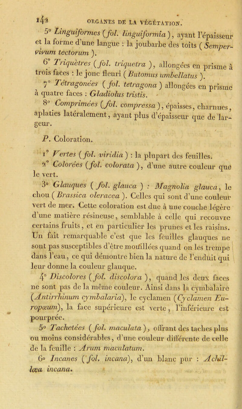 5° Linguformes (fol. linguiformia ), ayant lepaîsseur et la forme d’une langue : la joubarbe des toits ( Semper- vivum tectorum ). 6 I riqu'etres (fol. triquetra ), allongées en prisme à trois faces : le jonc fleuri ( Balomus umbellatus ). 7 Tétiagojiées (fol. tetragona ) allongées en prisme a quatre faces : Glacliolus tristis. 8» Comprimées {fol. compressa ), épaisses, charnues, aplaties latéralement, ayant plus d’épaisseur que dé lai- geur. P. Coloration. i Vertes (fol. viridia ) : la plupart des feuilles. i Colorées (fol. colorata ), d’une autre couleur que le vert. 3° Glauques ( fol. glauca ) ; Magnolia glauca, le chou ( Brassica oleracea ). Celles qui sont d’une couleur vei t de mer. Cette coloration est due à une couche légère dune matière resineuse, semblable à celle qui recouvre certains fruits, et en particulier les prunes elles raisins. Un fait remarquable c’est que les feuilles glauques ne sont pas susceptibles d’être moifillées quand on les trempe dans l’eau, ce qui démontre bien la nature de l’enduit qui leur donne la couleur glauque. 4° Discolores ( fol. discolora ), quand les deux faces ne sont pas de la même couleur. Ainsi dans la cymbalairc (Antirrhinum cjmbalaria), le cyclamen (Cyclamen Eu- ropœumf la face supérieure est verte, l’inférieure est pourprée. 5° Tachetées (fol. maculcita), offrant des taches plus ou moins considérables, d’une couleur différente de celle de la feuille : Arum maculatum. 6° Incanes ( fol. incanaf d’un blanc pur : Aclùl- lœa incana.