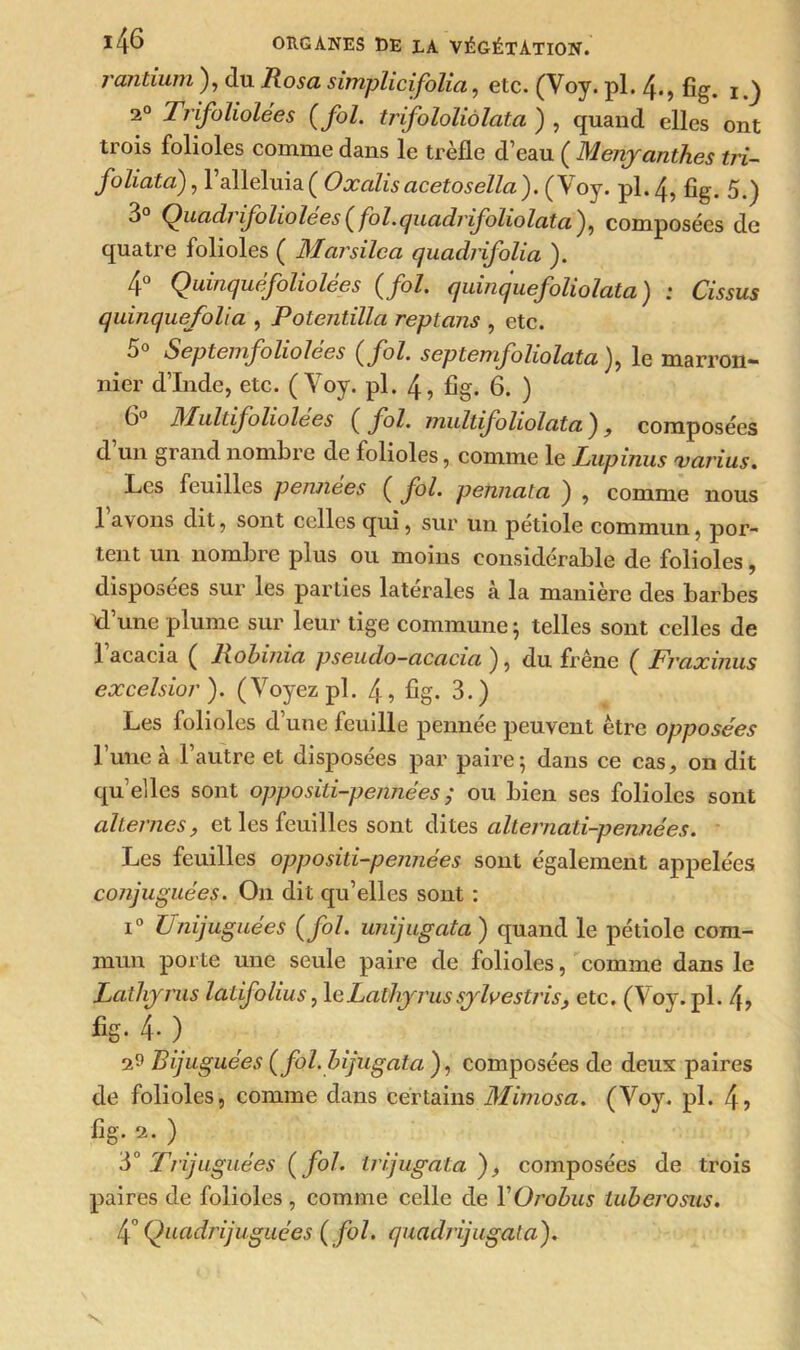 rantium ), du Rosa simplicifolia, etc. (Voy. pl. 4., fig. 1 j 20 Trifoliolées (fol. trifololiôlata ) , quand elles ont trois folioles comme dans le trèfle d’eau ( Menjanthes tri- foliata), 1 alléluia ( Oxcilisacetosella). ( Voy. pl. 4, fig. 5.) 3° Quadrifoliolees ( fol.quadrifoliolata ), composées de quatre folioles ( Marsilea quadnfolia ). 4° Quinquefoliolees (fol. quinquefoliolata ) : Cissus quinquefolia , Potentilla reptans , etc. 5° Septemfo lio lées (fol. septemfoliolata ), le marron- nier d’Inde, etc. (Voy. pl. 4, fig. 6. ) 6° Multifoliolées (fol. multifoliolata), composées d’un grand nombre de folioles, comme le Lupinus <varias. Les feuilles pe/wiees ( fol. pemicLlci ) , comme nous 1 avons dit, sont celles qui, sur un petiole commun, por- tent un nombre plus ou moins considérable de folioles, disposées sur les parties latérales à la manière des barbes d’une plume sur leur tige commune ; telles sont celles de l’acacia ( Robinia pseudo-acacia ), du frêne ( Fraxinus excelsior ). (Voyez pl. 4, fig. 3.) Les folioles d’une feuille pennée peuvent être opposées l’une à l’autre et disposées par paire 5 dans ce cas, on dit qu’elles sont oppositi-pennées ; ou bien ses folioles sont alternes, et les feuilles sont dites alternati-pennées. Les feuilles oppositi-pennées sont également appelées conjuguées. O11 dit qu’elles sont : i° Unijuguées (fol. unijugata) quand le pétiole com- mun porte une seule paire de folioles, comme dans le Laüijrus latifolius, leLatliyrussylvestris, etc. (Voy. pl. 4, fig. 4. ) 29 Eijuguées (fol. bijugata ), composées de deux paires de folioles, comme dans certains Mimosa. (Voy. pl. 45 fig- ) 3° Trijliguées (fol. irijugata ), composées de trois paires de folioles , comme celle de Y Orobus luberosus. 40 Quadrijuguées ( fol. quadrijugata). V