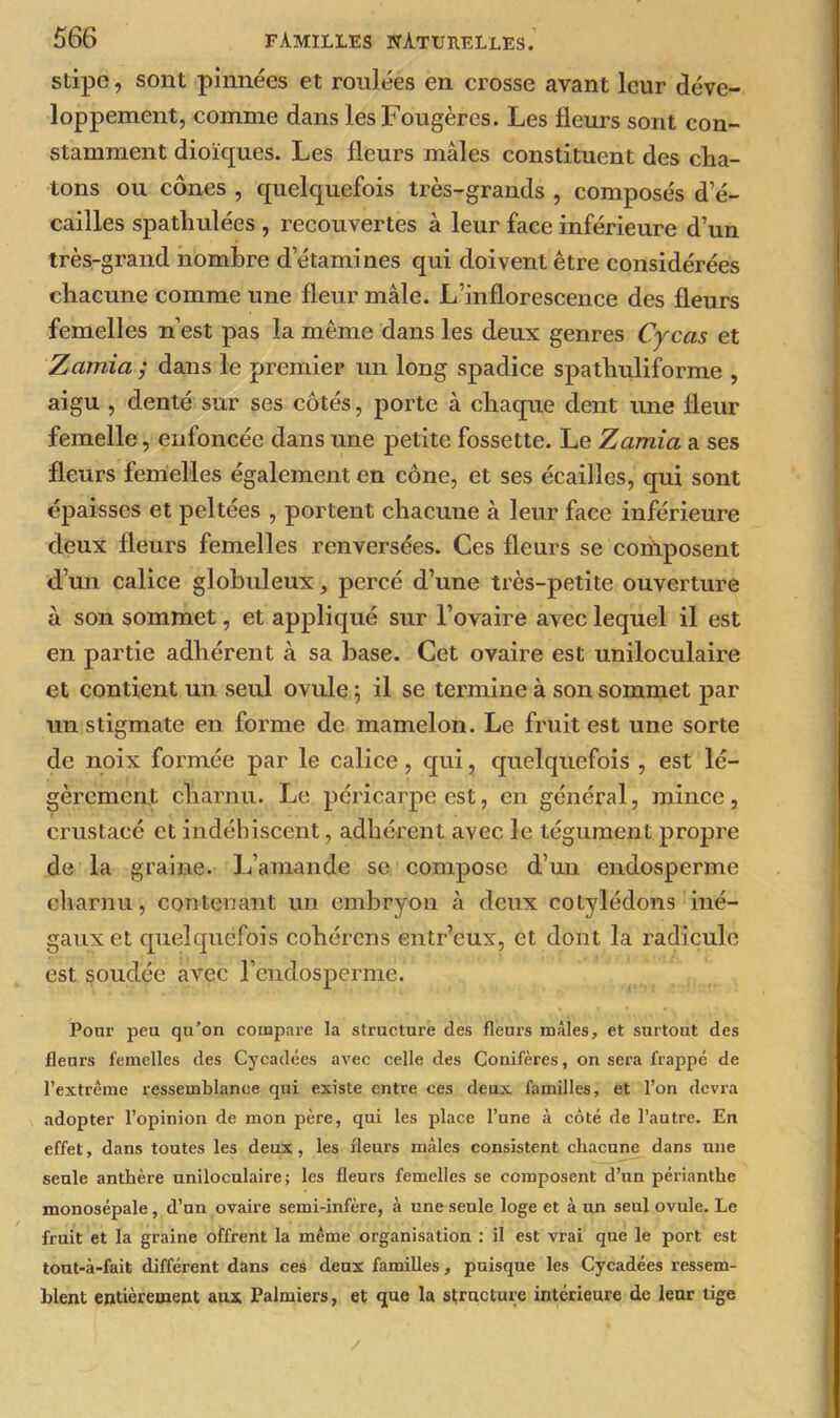 stipe, sont pinnées et roulées en crosse avant leur déve- loppement, comme dans les Fougères. Les fleurs sont con- stamment dioïques. Les fleurs mâles constituent des cha- tons ou cônes , quelquefois très-grands , composés d’é- cailles spathulées , recouvertes à leur face inférieure d’un très-grand nombre d’étamines qui doivent être considérées chacune comme une fleur mâle. L’inflorescence des fleurs femelles n’est pas la même dans les deux genres Cycas et Zamia ; dans le premier un long spadice spathuliforme , aigu , denté sur ses côtés, porte à chaque dent une fleur femelle, enfoncée dans une petite fossette. Le Zamia a ses fleurs femelles également en cône, et ses écailles, qui sont épaisses et peltées , portent chacune à leur face inférieure deux fleurs femelles renversées. Ces fleurs se composent d’un calice globuleux, percé d’une très-petite ouverture à son sommet, et appliqué sur l’ovaire avec lequel il est en partie adhérent à sa base. Cet ovaire est uniloculaire et contient un seul ovule ; il se termine à son sommet par un stigmate en forme de mamelon. Le fruit est une sorte de noix formée par le calice, qui, quelquefois , est lé- gèrement charnu. Le péricarpe est, en général, mince, crustacé et indéhiscent, adhérent avec le tégument propre de la graine. L’amande se compose d’un endosperme charnu, contenant un embryon à deux cotylédons iné- gaux et quelquefois cohércns entr’eux, et dont la radicule est soudée avec l’endosperme. Pour peu qu’on compare la structure des fleurs mâles, et surtout des fleurs femelles des Cycadées avec celle des Conifères, on sera frappé de l’extrême ressemblance qui existe entre ces deux familles, et l’on devra adopter l’opinion de mon père, qui les place l’une à côté de l’autre. En effet, dans toutes les deux, les fleurs mâles consistent chacune dans une seule anthère uniloculaire; les fleurs femelles se composent d’un périanthe monosépale, d’un ovaire semi-infère, à une seule loge et à un seul ovule. Le fruit et la graine offrent la même organisation : il est vrai que le port est tout-à-fait différent dans ces deux familles, puisque les Cycadées ressem- blent entièrement aux Palmiers, et que la structure intérieure de leur tige /