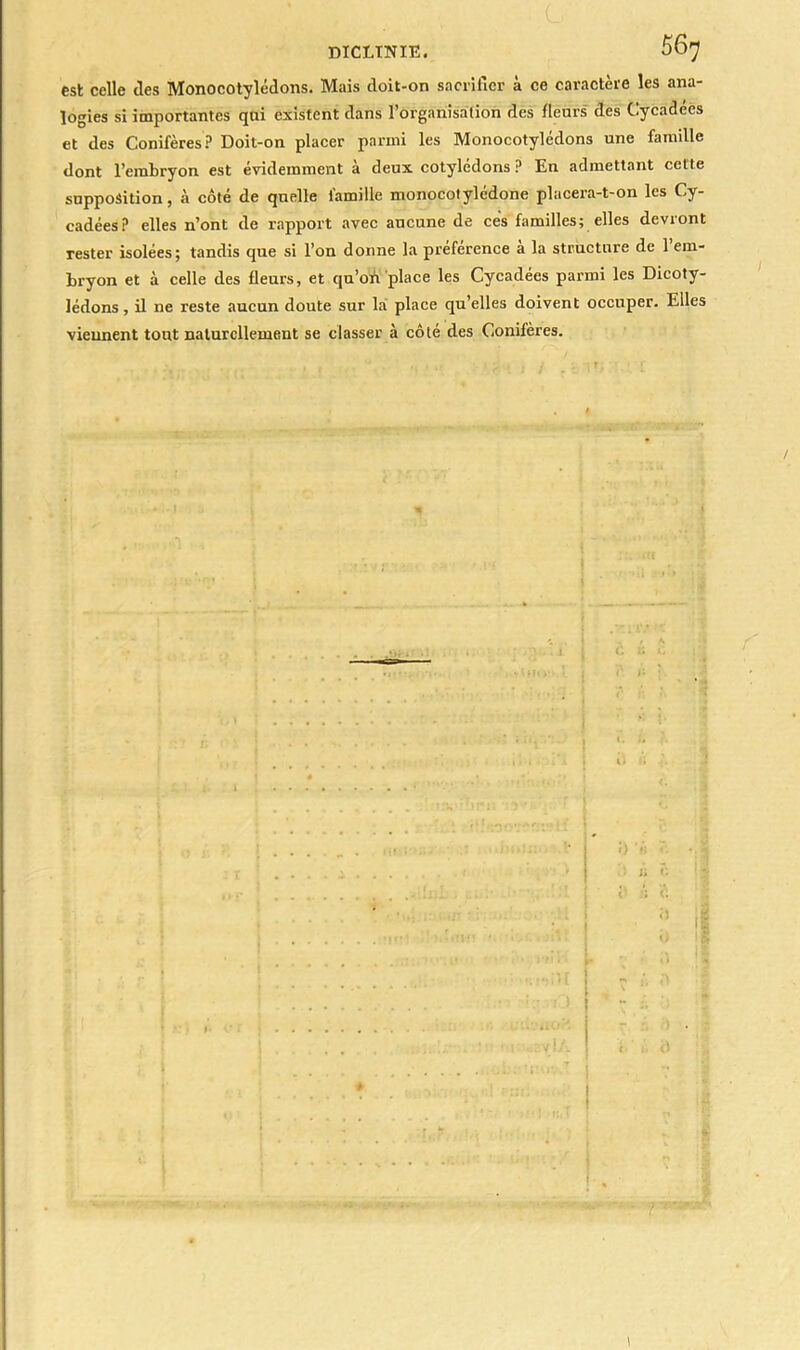 est celle des Monocotylédons. Mais doit-on sacrifier à ce caractère les ana- logies si importantes qui existent dans l'organisation des fleurs des Cycadées et des Conifères? Doit-on placer parmi les Monocotylédons une famille dont l’embryon est évidemment à deux cotylédons ? En admettant cette supposition, à côté de quelle famille monocotylédone placera-t-on les Cy- cadées? elles n’ont de rapport avec aucune de cés familles; elles devront rester isolées; tandis que si l’on donne la préférence à la structure de 1 em- bryon et à celle des fleurs, et qu’on place les Cycadées parmi les Dicoty- lédons, il ne reste aucun doute sur la place qu’elles doivent occuper. Elles viennent tout naturellement se classer à côté des Conifères. 0 »• O « ' ! „.***; ■