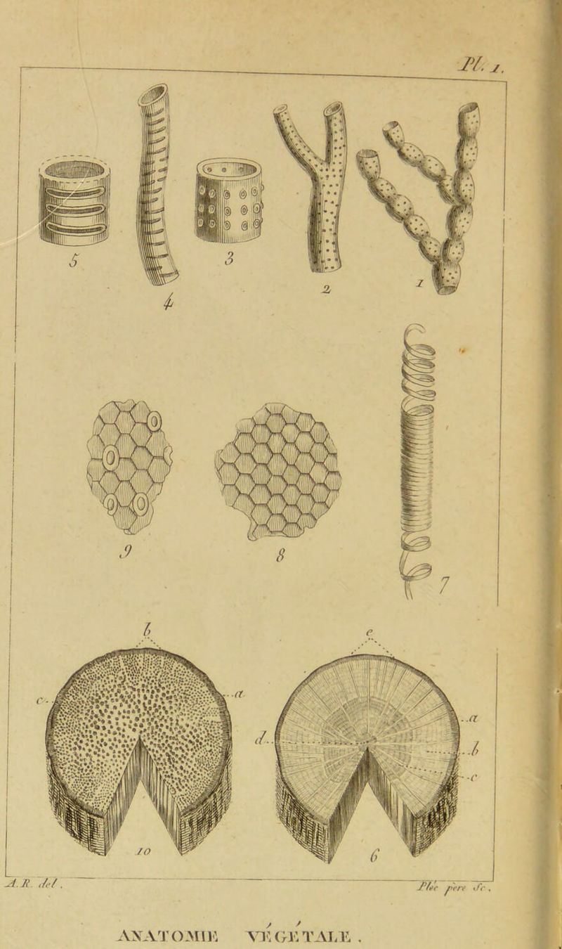 A. R. JA. ..a VEGETALE . Æ'c Je ANATOMIE