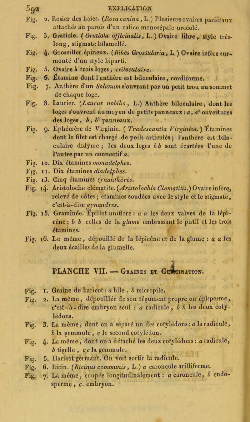 5g2 explication Fig. 2. Rosier des haies. (Rosacanina, L.) Plusieurs ovaires pariétaux attachés au parois d'un calice monosépale urcéolé. Fig. 3. Gratiole. (Gratiola ofjlcinalis, L.) Ovaire libre, style très- long, stigmate bilamellé. Fig. 4. Groseiller épineux. (Ribes Gvossularia, L,) Ovaire infère sur- monté d’un style biparti. Fig. 5. Ovaire à trois loges , triloculaire. Fig. 6. Étamine dont l’anthère est biloculaire, cordiforme. Fig. 7. Anthère d’un Solanum s’ouvrant par un petit trou au sommet de chaque loge. / Fig. 8, Laurier. (Laurus nobilis, L.) Anthère biloculaire, dont les loges s’ouvrent au moyen de petits panneaux: a, a’ ouvertures des loges, b, by panneaux. Fig. 9. Éphémère de Virginie. ( Tradescantia Virginica. ) Étamines dont le filet est chargé de poils articulés ; l’anthère est bilo- culaire didyme ; les deux loges b b sont écartées l’une de l’autre par un connectif a. Fig. 10. Dix étamines monadelplies. Fig. 11. Dix étamines diadelphes. s Fig. i3. Cinq étamines synanthères. Fig. 14. Aristoloche clématite. {Aristolochia Clematitis.) Ovaire infère, relevé de côtes ; étamines soudées avec le style etle stigmate, c’est-à-dire gynandres. Fig. i5. Graminée. Épillet uniflorc : a a les deux valves de la lépl— cène ; b b celles de la glume embrassant le pistil et les trois étamines. Fig. 16. Le même, dépouillé de la lépicène et de la glume : a a les deux écailles de la glumelle. PLANCHE VII. — Graines et GeAiination. Fig. I. Graine de haricot: «hile , b micropile. Fig. 2. La meme, dépouillée de son tégument propre ou épisperme, c’est-à-dire embryon seul : a radicule , b b les deux coty- lédons. Fig. 3. La même, dont on a séparé un des cotylédons: a la radicule, b la gemmule, c le second cotylédon. Fig. 4- La même, dont on a détaché les deux cotylédons : a radicule, b tigelle , ce la gemmule. Fig. 5. Haricot germant. On voit sortir la radicule. Fig. 6. Ricin. (Ricinus communis, L.) « caroncule arilliforme. Fig. 7. La même, coupée longitudinalement : a caroncule, b endo- sperme , c. embryon.