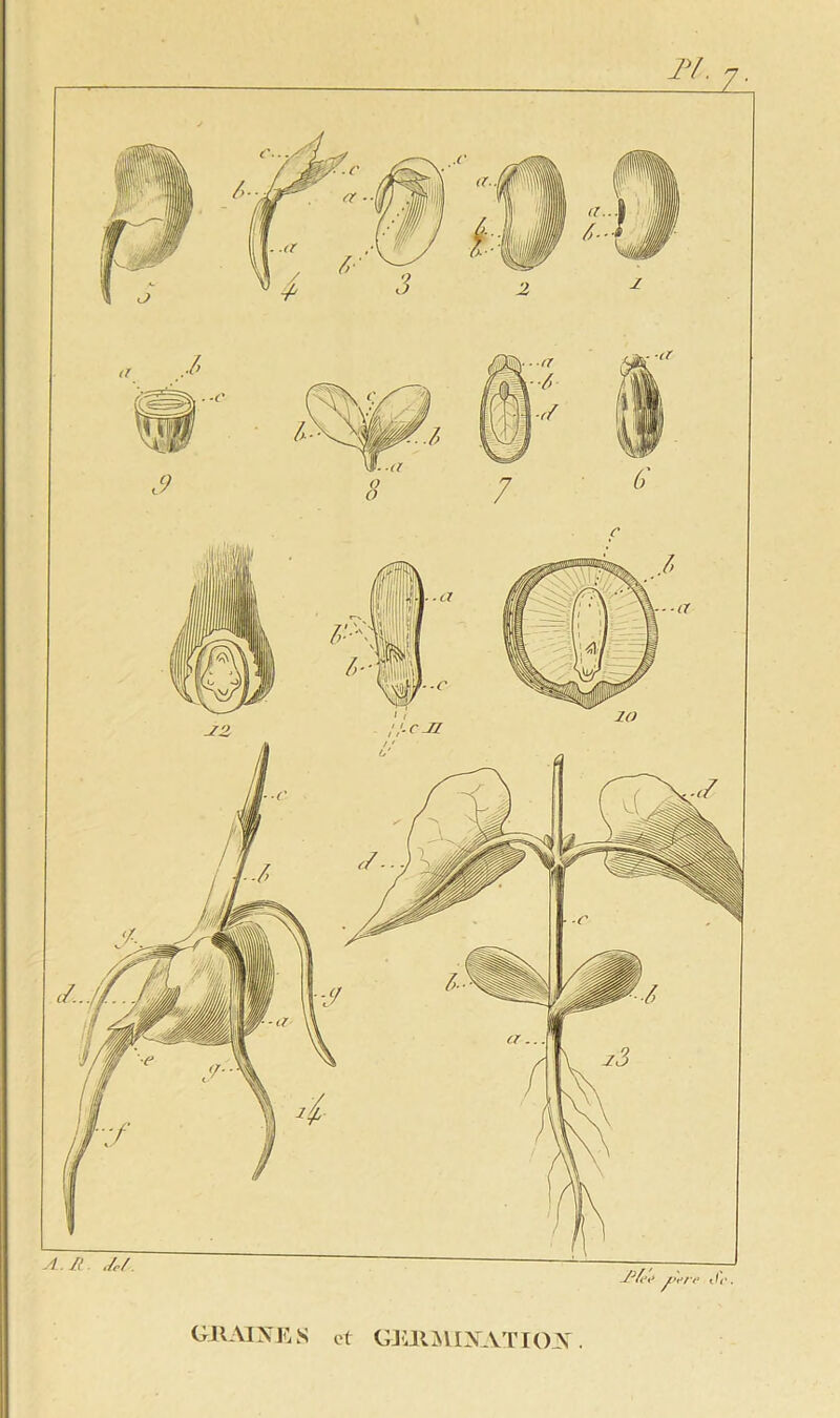 GRAINES et GERMINATION.