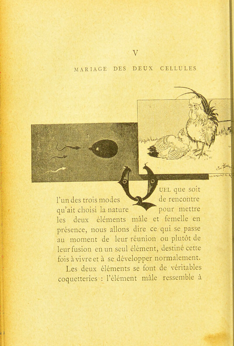 V MARIAGE DES DEUX CELLULES UEL que soit de rencontre pour mettre l'un des trois modes qu'ait choisi la nature les deux éléments mâle et femelle en présence, nous allons dire ce qui se passe au moment de leur réunion ou plutôt de leur fusion en un seul élément, destiné cette foisàvivreet à se développer normalement. Les deux éléments se font de véritables coquetteries : l'élément mâle ressemble à