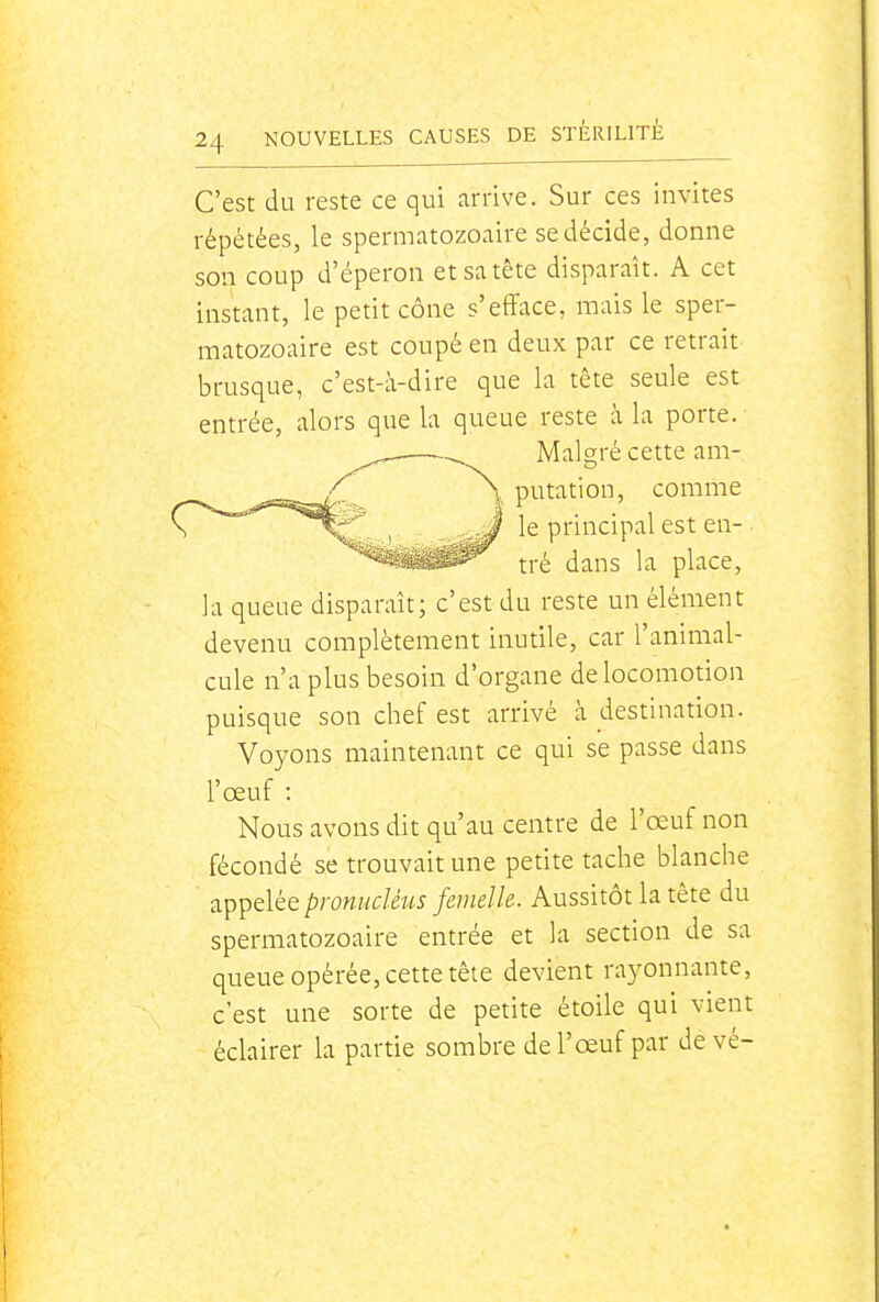 r C'est du reste ce qui arrive. Sur ces invites •épétées, le spermatozoaire se décide, donne son coup d'éperon et sa tête disparaît. A cet instant, le petit cône s'efface, mais le sper- matozoaire est coupé en deux par ce retrait brusque, c'est-à-dire que la tête seule est entrée, alors que la queue reste à la porte. Malgré cette am- \ putation, comme > J le principal est en- tré dans la place, la queue disparaît; c'est du reste un élément devenu complètement inutile, car l'animal- cule n'a plus besoin d'organe de locomotion puisque son chef est arrivé à destination. Voyons maintenant ce qui se passe dans l'œuf : Nous avons dit qu'au centre de l'œuf non fécondé se trouvait une petite tache blanche appelée pronucléus femelle. Aussitôt la tête du spermatozoaire entrée et la section de sa queue opérée, cette tête devient rayonnante, c'est une sorte de petite étoile qui vient éclairer la partie sombre de l'œuf par de vé-