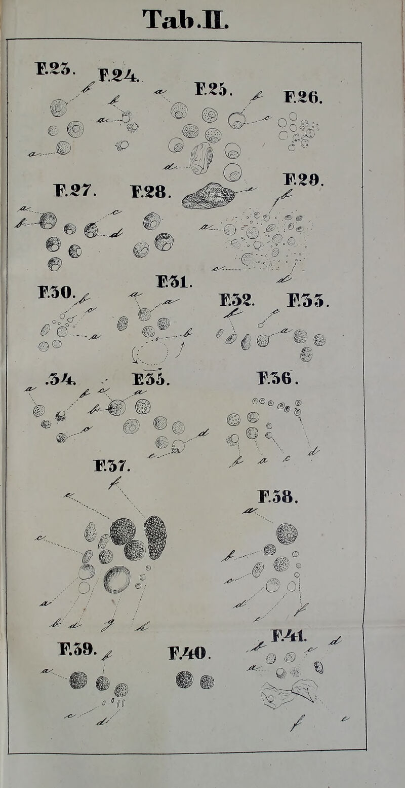 Tab.IL. F.25. • 10 2?^ — 'cf-. t: E3&. m \ %3 c< E38. i ,, D ^ O .^•: #1 © 3 0 P.39.