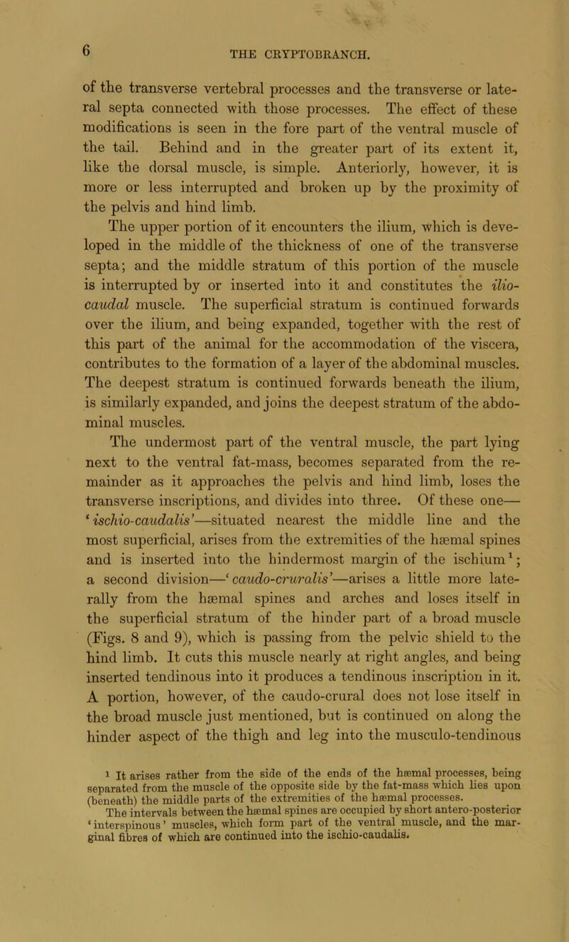 of the transverse vertebral processes and the transverse or late- ral septa connected with those processes. The effect of these modifications is seen in the fore part of the ventral muscle of the tail. Behind and in the greater part of its extent it, like the dorsal muscle, is simple. Anteriorly, however, it is more or less interrupted and broken up by the proximity of the pelvis and hind limb. The upper portion of it encounters the ilium, which is deve- loped in the middle of the thickness of one of the transverse septa; and the middle stratum of this portion of the muscle is interrupted by or inserted into it and constitutes the ilio- caudal muscle. The superficial stratum is continued forwards over the ilium, and being expanded, together with the rest of this part of the animal for the accommodation of the viscera, contributes to the formation of a layer of the abdominal muscles. The deepest stratum is continued forwards beneath the ilium, is similarly expanded, and joins the deepest stratum of the abdo- minal muscles. The undermost part of the ventral muscle, the part lying next to the ventral fat-mass, becomes separated from the re- mainder as it approaches the pelvis and hind limb, loses the transverse inscriptions, and divides into three. Of these one— ^ ischio-cmidalis’—situated nearest the middle line and the most superficial, arises from the extremities of the haemal spines and is inserted into the hindermost margin of the ischium^; a second division—‘ cattdo-cruralis’—arises a little more late- rally from the haemal spines and arches and loses itself in the superficial stratum of the hinder part of a broad muscle (Figs. 8 and 9), which is passing from the pelvic shield to the hind limb. It cuts this muscle nearly at right angles, and being inserted tendinous into it produces a tendinous inscription in it. A portion, however, of the caudo-crural does not lose itself in the broad muscle just mentioned, but is continued on along the hinder aspect of the thigh and leg into the musculo-tendinous 1 It arises rather from the side of the ends of the hromal processes, being separated from the muscle of the opposite side by the fat-mass which lies upon (beneath) the middle parts of the extremities of the haemal processes. The intervals between the haemal spines are occupied by short antero-posterior ‘ interspinous ’ muscles, which form part of the ventral muscle, and the mar- ginal fibres of which are continued into the ischio-caudalis.