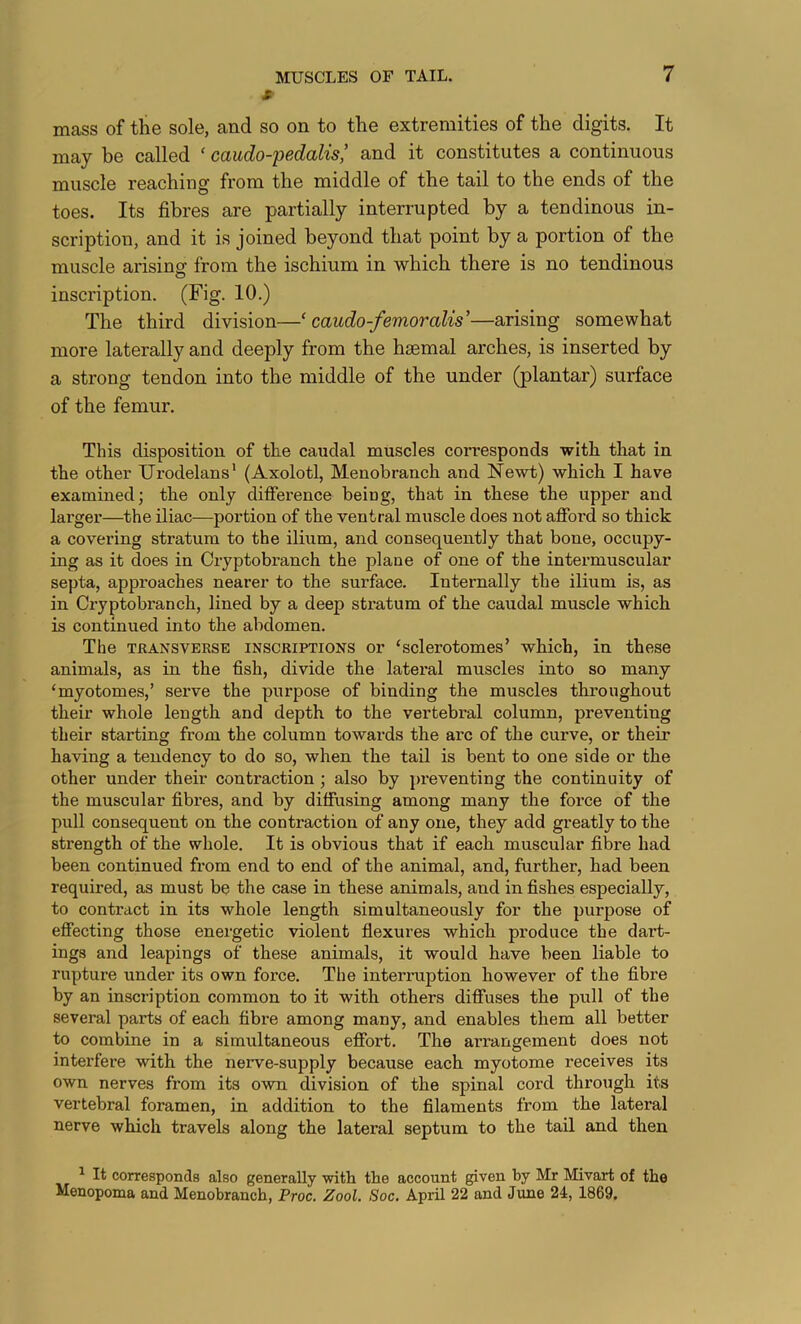 *■ mass of the sole, and so on to the extremities of the digits. It may be called ‘ caudo-pedalis,’ and it constitutes a continuous muscle reaching from the middle of the tail to the ends of the toes. Its fibres are partially interrupted by a tendinous in- scription, and it is joined beyond that point by a portion of the muscle arising from the ischium in which there is no tendinous inscription. (Fig. 10.) The third division—‘ caudo-femoralis’—arising somewhat more laterally and deeply from the haemal arches, is inserted by a strong tendon into the middle of the under (plantar) surface of the femur. This disposition of the caudal muscles corresponds with that in the other Urodelans* (Axolotl, Menobranch and Newt) which I have examined; the only difference being, that in these the upper and larger—the iliac—portion of the ventral muscle does not afford so thick a covering stratum to the ilium, and consequently that bone, occupy- ing as it does in Cryptobranch the plane of one of the intermuscular septa, approaches nearer to the surface. Internally the ilium is, as in Ciyptobranch, lined by a deep stratum of the caudal muscle which is continued into the abdomen. The TKANSVBRSE INSCRIPTIONS Or ‘sclerotomcs’ which, in these animals, as in the fish, divide the lateral muscles into so many ‘myotomes,’ serve the purpose of binding the muscles throughout their whole length and depth to the vertebral column, preventing their starting from the column towards the arc of the curve, or their having a tendency to do so, when the tail is bent to one side or the other under their contraction; also by ]>reventing the continuity of the muscular fibres, and by diffusing among many the force of the pull consequent on the contraction of any one, they add greatly to the strength of the whole. It is obvious that if each muscular fibre had been continued from end to end of the animal, and, further, had been required, as must be the case in these animals, and in fishes especially, to contract in its whole length simultaneously for the purpose of effecting those energetic violent flexures which produce the dart- ings and leapings of these animals, it would have been liable to rupture under its own force. The interruption however of the fibre by an inscription common to it with others diffuses the pull of the several parts of each fibre among many, and enables them all better to combine in a simultaneous effort. The arrangement does not interfere with the nerve-supply because each myotome receives its own nerves from its own division of the spinal cord through its vertebral foramen, in addition to the filaments from the lateral nerve which travels along the lateral septum to the tail and then ^ It corresponds also generally with, the account given by Mr Mivart of the Menopoma and Menobranch, Proc. Zool. Soc. April 22 and June 24, 1869.