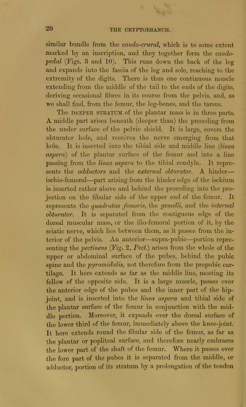 similar bundle from the caudo-ci'ural, which is to some extent marked by an inscription, and they together form the caudo- pedal (Figs. 3 and 10). This runs down the back of the leg and expands into the fascia of the leg and sole, reaching to the extremity of the digits. There is thus one continuous muscle extending from the middle of the tail to the ends of the digits, deriving occasional fibres in its course from the pelvis, and, as we shall find, from the femur, the leg-bones, and the tarsus. The DEEPER STRATUM of the plantar mass is in three parts. A middle part arises beneath (deeper than) the preceding from the under surface of the pelvic shield. It is large, covers the obturator hole, and receives the nerve emerging from that hole. It is inserted into the tibial side and middle line {linea aspera) of the plantar surface of the femur and into a line passing from the linea aspera to the tibial condyle. It repre- sents the adductors and the external obturator. A hinder— ischio-femoral—part arising from the hinder edge of the ischium is inserted rather above and behind the preceding into the pro- jection on the fibular side of the upper end of the femur. It represents the quadratus feinoris, the gemelli, and the internal obturator. It is separated from the contiguous edge of the dorsal muscular mass, or the ilio-femoral portion of it, by the sciatic nerve, which lies between them, as it passes from the in- terior of the pelvis. An anterior—supra-pubic—portion repre- senting the pectineus (Fig. 2, Pect.) arises from the whole of the upper or abdominal surface of the pubes, behind the pubic spine and the pyramidalis, not therefore from the prepubic car- tilage. It here extends as far as the middle line, meeting its fellow of the opposite side. It is a large muscle, passes over the anterior edge of the pubes and the inner part of the hip- joint, and is inserted into the linea aspera and tibial side of the plantar surface of the femur in conjunction with the mid- dle portion. Moreover, it expands over the dorsal surface of the lower third of the femur, immediately above the knee-joint. It here extends round the fibular side of the femur, as far as the plantar or popliteal surface, and therefore nearly embraces the lower part of the shaft of the femur. Where it passes over the fore part of the pubes it is separated from the middle, or adductor, portion of its stratum by a prolongation of the tendon