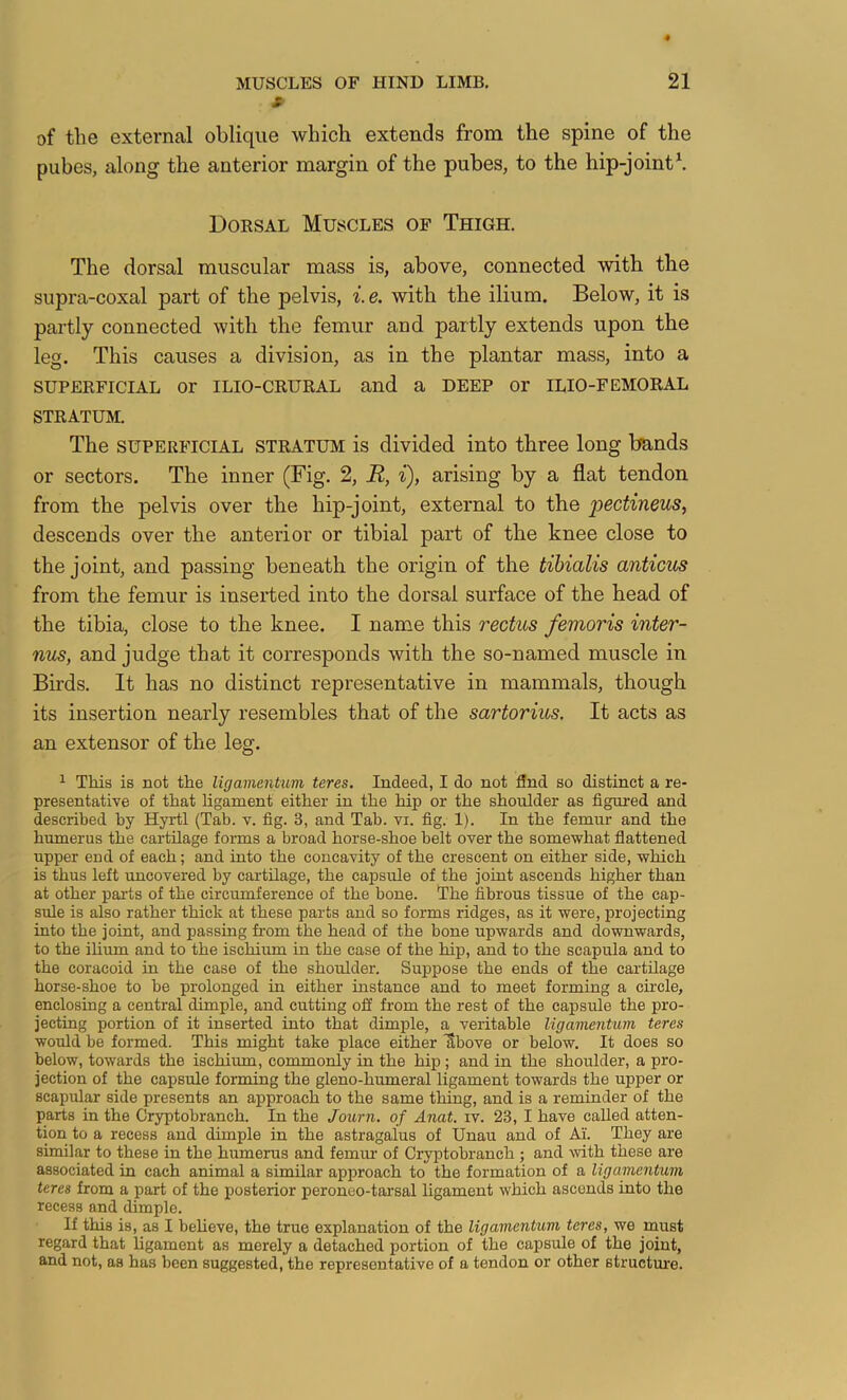 t- of the external oblique which extends from the spine of the pubes, along the anterior margin of the pubes, to the hip-jointh Dorsal Muscles of Thigh. The dorsal muscular mass is, above, connected with the supra-coxal part of the pelvis, i.e. with the ilium. Below, it is partly connected with the femur and partly extends upon the leg. This causes a division, as in the plantar mass, into a superficial or ILIO-CRURAL and a deep or ILIO-FEMORAL STRATUM. The SUPERFICIAL STRATUM is divided into three long bands or sectors. The inner (Fig. 2, R, i), arising by a flat tendon from the pelvis over the hip-joint, external to the pectineus, descends over the anterior or tibial part of the knee close to the joint, and passing beneath the origin of the tibialis anticus from the femur is inserted into the dorsal surface of the head of the tibia, close to the knee. I name this rectus femoris inter- nus, and judge that it corresponds with the so-named muscle in Birds. It has no distinct representative in mammals, though its insertion nearly resembles that of the sartorius. It acts as an extensor of the leg. ^ This is not the ligamentum teres. Indeed, I do not And so distinct a re- presentative of that ligament either in the hip or the shoulder as figured and described by Hyrtl (Tab. v. fig. 3, and Tab. vi. fig. 1). In the femur and the humerus the cartilage forms a broad horse-shoe belt over the somewhat flattened upper end of each; and into the concavity of the crescent on either side, which is thus left uncovered by cartilage, the capsule of the joint ascends higher than at other pai-ts of the circumference of the bone. The fibrous tissue of the cap- sule is also rather thick at these parts and so forms ridges, as it were, projecting into the joint, and passiug from the head of the bone upwards and downwards, to the ihum and to the ischimn in the case of the hip, and to the scapula and to the coracoid in the case of the shoulder. Suppose the ends of the cartilage horse-shoe to be prolonged in either instance and to meet forming a cfrcle, enclosing a central dimple, and cutting off from the rest of the capsule the pro- jecting portion of it inserted into that dimple, a veritable ligamentum teres would be formed. This might take place either ^bove or below. It does so below, towards the ischium, commonly in the hip; and in the shoulder, a pro- jection of the capsule forming the gleno-humeral ligament towards the upper or scapular side presents an approach to the same thing, and is a reminder of the parts in the Cryptobranch. In the Journ. of Anat. iv. 23, I have called atten- tion to a recess and dimple in the astragalus of Unau and of Ai. They are similar to these in the humerus and femur of Cryptobranch ; and mth these are associated in each animal a similar approach to the formation of a ligamentum teres from a part of the posterior peroneo-tarsal ligament which ascends into the recess and dimple. If this is, as I believe, the true explanation of the ligamentum teres, we must regard that ligament as merely a detached portion of the capsule of the joint, and not, as has been suggested, the representative of a tendon or other structure.