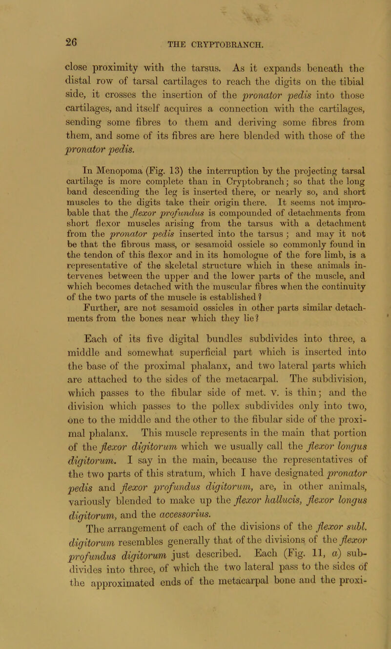 close proximity with the tarsus. As it expands beneath the distal row of tarsal cartilages to reach the digits on the tibial side, it crosses the insertion of the pronator pedis into those cartilages, and itself acquires a connection with the cartilages, sending some fibres to them and deriving some fibres from them, and some of its fibres are here blended with those of the pronator pedis. In Menopoma (Fig. 13) the interruption by the projecting tarsal cartilage is more complete than in Cryptobranch; so that the long band descending the leg is inserted there, or nearly so, and short muscles to the digits take their origin there. It seems not impro- bable that the flexor profundus is compounded of detachments from short flexor muscles arising from the tarsus with a detachment from the pronator pedis inserted into the tarsus ; and may it not be that the fibrous mass, or sesamoid ossicle so commonly found in the tendon of this flexor and in its homologue of the fore limb, is a representative of the skeletal structure which in these animals in- tervenes between the upper and the lower parts of the muscle, and which becomes detached with the muscular fibres when the continuity of the two parts of the muscle is established ? Further, are not sesamoid ossicles in other parts similar detach- ments from the bones near which they lie? Each of its five digital bundles subdivides into three, a middle and somewhat superficial part which is inserted into the base of the proximal phalanx, and two lateral parts which are attached to the sides of the metacarpal. The subdivision, which passes to the fibular side of met. V. is thin; and the division which passes to the pollex subdivides only into two, one to the middle and the other to the fibular side of the proxi- mal phalanx. This muscle represents in the main that portion of the flexor digitorum which we usually call the flexor longus digitorum. I say in the main, because the representatives of the two parts of this stratum, which I have designated pronator pedis and flexor profundus digitorum, are, in other animals, variously blended to make up the flexor hallucis, flexor longus digitorum, and the accessorius. The arrangement of each of the divisions of the flexor suhl. digitorum resembles generally that of the divisions of the flexor profundus digitorum just described. Each (Fig. 11, n) sub- divides into three, of which the two lateral pass to the sides of the approximated ends of the metacarpal bone and the proxi-