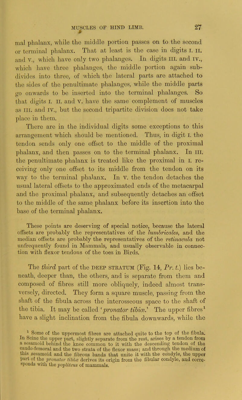 # mal phalanx, while the middle portion passes on to the second or terminal phalanx. That at least is the case in digits i, ii. and V., which have only two phalanges. In digits III. and iv., which have three phalanges, the middle portion again sub- divides into three, of which the lateral parts are attached to the sides of the penultimate phalanges, while the middle parts go onwards to be inserted into the terminal phalanges. So that digits I. II. and V. have the same complement of muscles as III. and iv., but the second tripartite division does not take place in them. There are in the individual digits some exceptions to this arrangement which should be mentioned. Thus, in digit I. the tendon sends only one offset to the middle of the proximal phalanx, and then passes on to the terminal phalanx. In ill. the penultimate phalanx is treated like the proximal in i. re- ceiving only one offset to its middle from the tendon on its way to the terminal phalanx. In V. the tendon detaches the usual lateral offsets to the approximated ends of the metacarpal and the proximal phalanx, and subsequently detaches an offset to the middle of the same phalanx before its insertion into the base of the terminal phalanx. These points are deserving of special notice, because the lateral offsets are probably the representatives of the lumhricales, and the median offsets are probably the representatives of the retinacula not unfrequently found in Mammals, and usually observable in connec- tion with flexor tendons of the toes in Birds. The third part of the deep steatum (Fig. 14, Pr. t.) lies be- neath, deeper than, the others, and is separate from them and composed of fibres still more obliquely, indeed almost trans- versely, directed. They form a square muscle, passing from the shaft of the fibula across the interosseous space to the shaft of the tibia. It may be called ‘pronator tibice.' The upper fibres^ have a slight inclination from the fibula downwards, while the ^ Some of the uppermost fibres are attached quite to the top of the fibula. In Seine the upper part, slightly separate from the rest, arises by a tendon from a sesamoid behind the knee common to it with the descending tendon of the caudo-femoral and the two strata of the fiexor mass; and through the medium of this sesamoid and the fibrous bands that unite it with the condyle, the upper part of the pronator tihice derives its origin from the fibular condyle, and corre- sponds with the poplitcus of mammals.