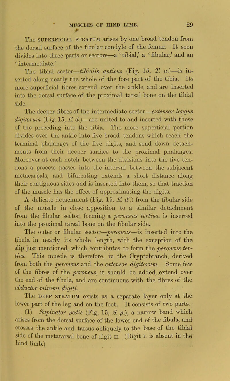 s- The SUPERFICIAL STRATUM arises by one broad tendon from the dorsal surface of the fibular condyle of the femur. It soon di^ddes into three parts or sectors—a ‘ tibial/ a ‘ fibular,’ and an ‘ intennediate.’ The tibial sector—tibialis anticus (Fig. 15, T. a.)—is in- serted along nearly the whole of the fore part of the tibia. Its more superficial fibres extend over the ankle, and are inserted into the dorsal surface of the proximal tarsal bone on the tibial side. The deeper fibres of the intermediate sector—extensor longus digitorum (Fig. 15, K d.)—are united to and inserted with those of the preceding into the tibia. The more superficial portion divides over the ankle into five broad tendons which reach the terminal phalanges of the five digits, and send down detach- ments from their deeper surface to the proximal phalanges. Moreover at each notch between the divisions into the five ten- dons a process passes into the interval between the subjacent metacai*pals, and bifurcating extends a short distance along their contiguous sides and is inserted into them, so that traction of the muscle has the effect of approximating the digits. A delicate detachment (Fig. 15, E. d'.) from the fibular side of the muscle in close apposition to a similar detachment from the fibular sector, forming a peroneus tertius, is inserted into the proximal tarsal bone on the fibular side. The outer or fibular sector—-peroneus—is inserted into the fibula in nearly its whole length, with the exception of the slip just mentioned, which contributes to form the peroneus ter- tiiis. This muscle is therefore, in the Cryptobranch, derived from both the peroneus and the extensor digitorum. Some few of the fibres of the peroneus, it should be added, extend over the end of the fibula, and are continuous with the fibres of the abductor minimi digiti. The DEEP STRATUM exists as a separate layer only at the lower part of the leg and on the foot. It consists of two parts. (1) Supinator pedis (Fig. 15, S.p.), a narrow band which arises from the dorsal surface of the lower end of the fibula, and crosses the ankle and tarsus obliquely to the base of the tibial side of the metatarsal bone of digit ii. (Digit i. is absent in the hind limb.)