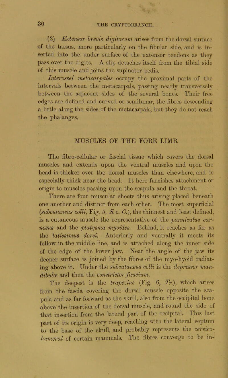 (2) Extensor hrevis digitorum arises from the dorsal surface of the tarsus, more particularly on the fibular side, and is in- serted into the under surface of the extensor tendons as they pass over the digits. A slip detaches itself from the tibial side of this muscle and joins the supinator pedis. Interossei metacarpales occupy the proximal parts of the intervals between the metacarpals, passing nearly transversely between the adjacent sides of the several bones. Their free edges are defined and curved or semilunar, the fibres descending a little along tbe sides of the metacarpals, but they do not reach the phalanges. MUSCLES OF THE FORE LIMB. The fibro-cellular or fascial tissue which covers the dorsal muscles and extends upon the ventral muscles and upon the head is thicker over the dorsal muscles than elsewhere, and is especially thick near the head. It here furnishes attachment or origin to muscles passing upon the scapula and the throat. There are four muscular sheets thus arising placed beneath one another and distinct from each other. The most superficial {suhcutaneus colli, Fig. 5, S. c. C.), the thinnest and least defined, is a cutaneous muscle the representative of the pannicuhis car- nosus and the platysma myoides. Behind, it reaches as far as the latissimus dorsi. Anteriorly and ventrally it meets its fellow in the middle line, and is attached along the inner side of the edge of the lower jaw. Near the angle of the jaw its deeper surface is joined by the fibres of the myo-hyoid radiat- ing above it. Under the suhcutaneus colli is the depressor man- dihuloe and then the constrictor faucium. The deepest is the trapezius (Fig. 6, Tr), which arises from the fascia covering the dorsal muscle opposite the sca- pula and as far forward as the skull, also from the occipital bone above the insertion of the dorsal muscle, and round the side of that insertion from the lateral part of the occipital. This last part of its origin is very deep, reaching with the lateral septum to the base of the skull, and probably represents the cervico- humeral of certain mammals. The fibres converge to be in-