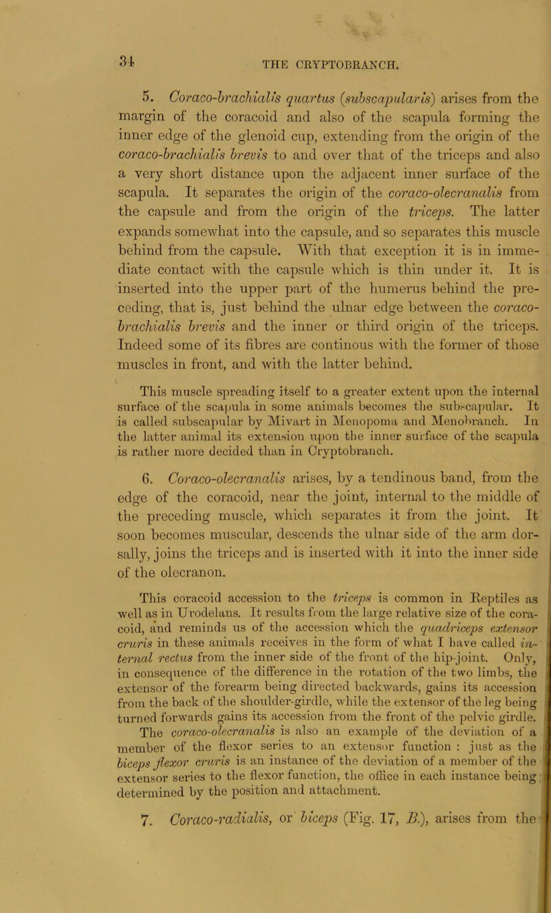 5. Coraco-hrachiali's quartus {suhscapularis) arises from the margin of the coracoid and also of the scapula forming the inner edge of the glenoid cup, extending from the origin of the coraco-brachialis hrevis to and over that of the triceps and also a very short distance upon the adjacent inner surface of the scapula. It separates the origin of the coraco-olecranalis from the capsule and from the origin of the triceps. The latter expands somewhat into the capsule, and so separates this muscle behind from the capsule. With that exception it is in imme- diate contact with the capsule which is thin under it. It is inserted into the upper part of the humerus behind the pre- ceding, that is, just behind the ulnar edge between the coraco- hrachialis hrevis and the inner or third origin of the triceps. Indeed some of its fibres are continous with the fonner of those muscles in front, and with the latter behind. This muscle spreading itself to a greater extent upon the internal surface of the scapula in some animals becomes the sub^;ca])ular. It is called subscapular by Mivart in Meiiopoma and Menobranch. In the latter animal its extension upon the inner surface of the scapula is rather more decided than in Cryptobranch. 6. Coraco-olecranalis arises, by a tendinous band, from the edge of the coracoid, near the joint, internal to the middle of the preceding muscle, which separates it from the joint. It soon becomes muscular, descends the ulnar side of the arm dor- sally, joins the triceps and is inserted with it into the inner side of the olecranon. This coracoid accession to the triceps is common in Reptiles as well as in Urodelans. It results from the large relative size of the cora- coid, and reminds us of the accession which the quadriceps extensor cruris in these animals receives in the form of what I have called m- ternal rectus from the inner side of the front of the hip-joint. Only, in consequence of the difference in the rotation of the two limbs, the extensor of the foi'earm being directed backwards, gains its accession from the back of the shoulder-girdle, while the exten.sor of the leg being turned forwards gains its accession from the front of the pelvic girdle. The coraco-olecranalis is also an example of the deviation of a member of the flexor series to an extensor function : just as the biceps Jiexor cruris is an instance of the deviation of a member of the extensor sei'ies to the flexor function, the office in each instance being determined by the position and attachment.