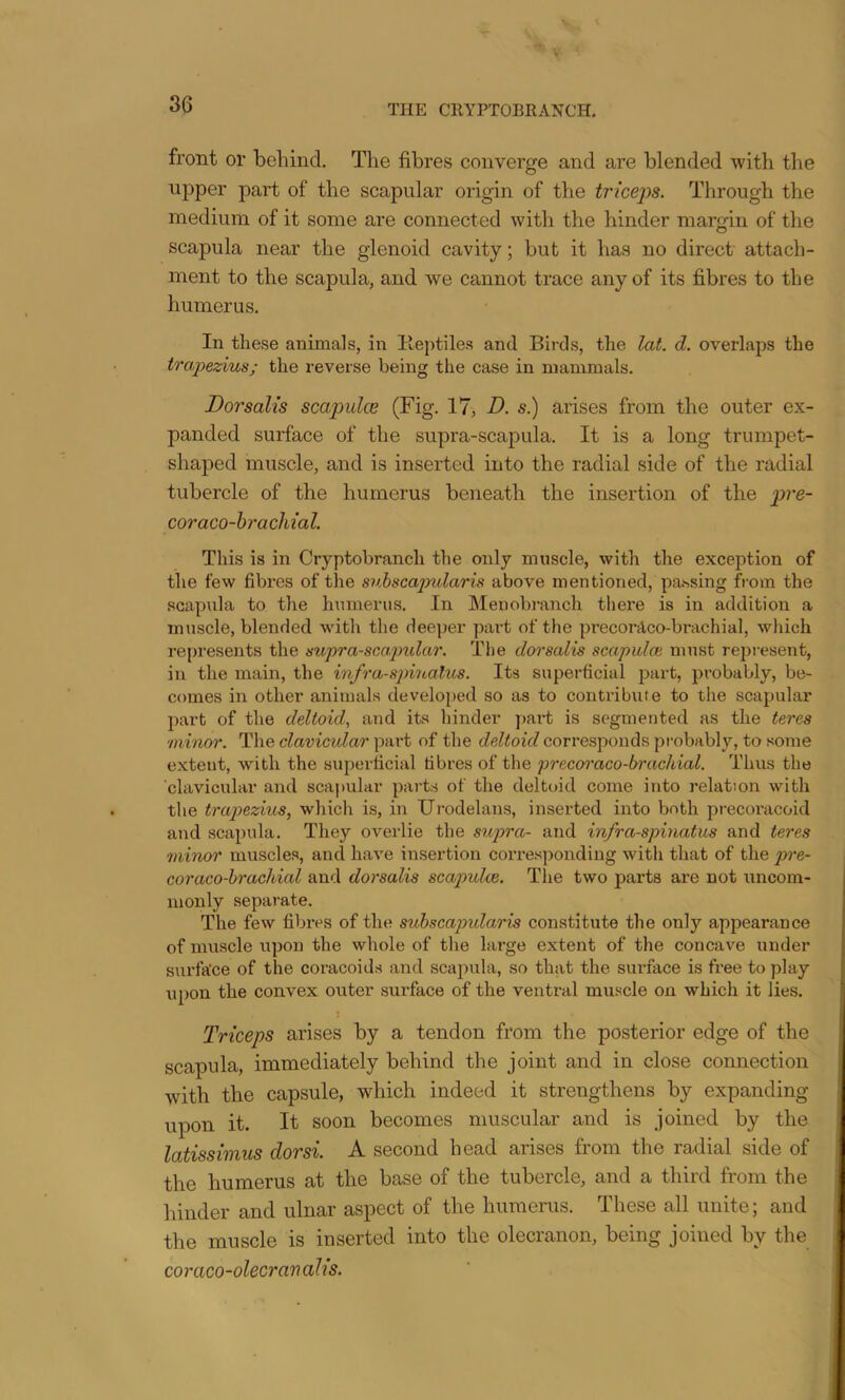 front or behind. The fibres converge and are blended with the upper part of the scapular origin of the triceps. Through the medium of it some are connected with the hinder margin of the scapula near the glenoid cavity; but it has no direct attach- ment to the scapula, and we cannot trace any of its fibres to the humerus. In these animals, in Keptiles and Birds, the lat. d. overlaps the trapezius; the reverse being the case in mammals. Dorsalis scapidce (Fig. 17, D. s.) arises from the outer ex- panded surface of the supra-scapula. It is a long trumpet- shaped muscle, and is inserted into the radial side of the radial tubercle of the humerus beneath the insertion of the pi'e- coraco-hrachial. This is in Cryptobranch the only muscle, with the exception of the few fibres of the suhscap>ularis above mentioned, parsing from the scapida to the humerus. In Meuobranch there is in addition a muscle, blended Muth the deeper part of the precorAco-brachial, which represents the suprascapular. The dorsalis scapulce must represent, in the main, the infrasjnnalus. Its superficial part, probably, be- comes in other animals developed so as to contribute to the scapular part of the deltoid, and its hinder part is segmented as the teres minor. The clavicular part of the deltoid corresponds probably, to some extent, with the superficial fibres of the precoi'aco-brachial. Thus the 'clavicular and scapular parts of the deltoid come into relation with the trapezius, which is, in Urodelans, inserted into both precoracoid and scapula. They overlie the supra- and infraspinatus and teres minor muscles, and have insertion corresponding with that of the pre- coraco-hrachial and dorsalis scapulae. The two parts are not uncom- monly separate. The few fibres of the suhscapularis constitute the only appearance of muscle upon the whole of the large extent of the concave under surfa'ce of the coracoids and scapula, so that the surface is free to play upon the convex outer sui’face of the ventral mu.scle on which it lies. Triceps arises by a tendon from the posterior edge of the scapula, immediately behind the joint and in close connection with the capsule, which indeed it strengthens by expanding upon it. It soon becomes muscular and is joined by the latissimus dorsi. A second head arises from the radial side of the humerus at the base of the tubercle, and a third from the hinder and ulnar aspect of the humerus. These all unite; and the muscle is inserted into the olecranon, being joined by the coraco-olecranalis.