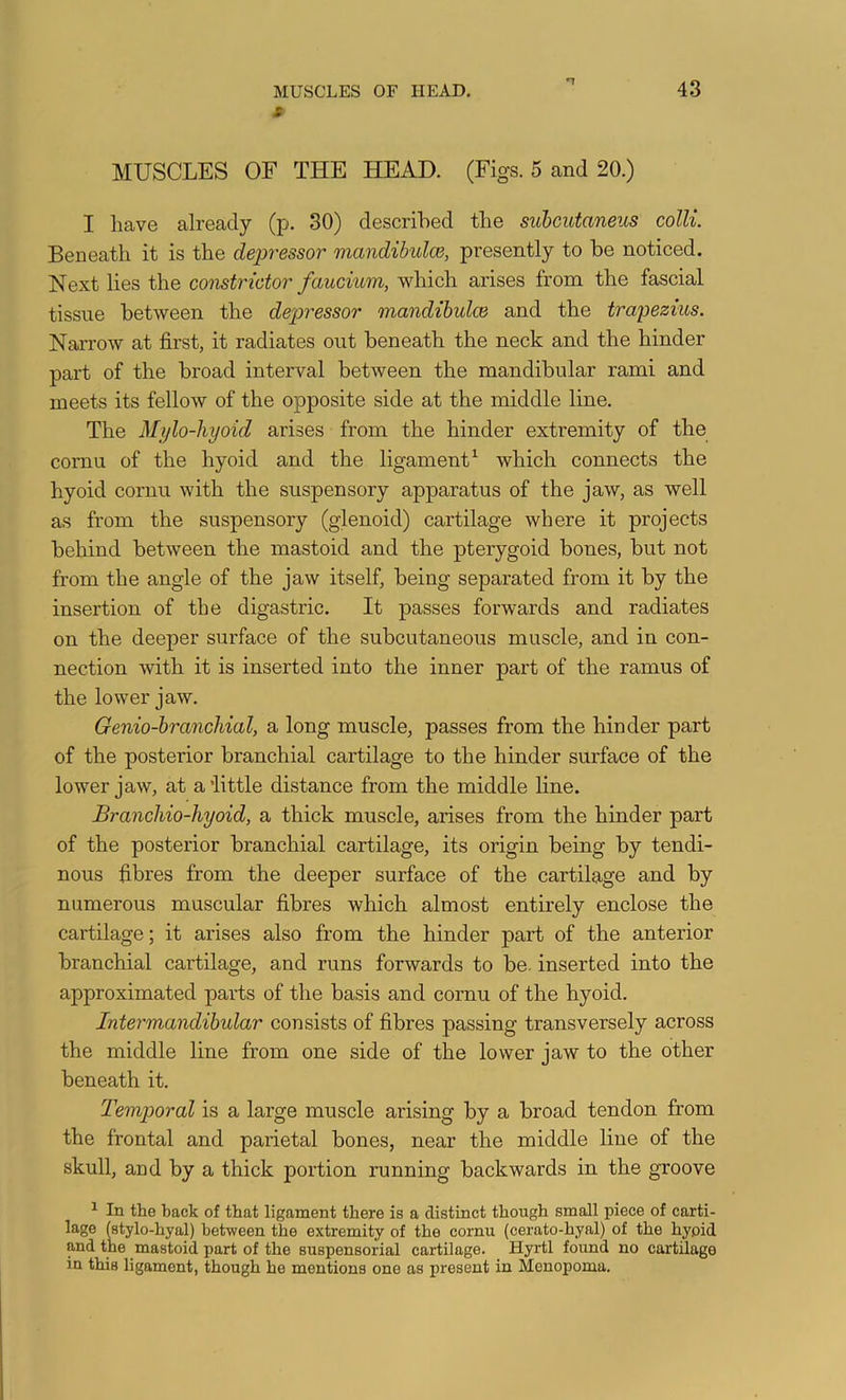 * MUSCLES OF THE HEAD. (Figs. 5 and 20.) I have already (p. 30) described the suhcutaneus colli. Beneath it is the depressor mandibulce, presently to be noticed. Next lies the constrictor faucium, which arises from the fascial tissue between the depressor mandibulce and the trapezius. Narrow at first, it radiates out beneath the neck and the hinder part of the broad interval between the mandibular rami and meets its fellow of the opposite side at the middle line. The Mylo-hyoid arises from the hinder extremity of the cornu of the hyoid and the ligament^ which connects the hyoid cornu with the suspensory apparatus of the jaw, as well as from the suspensory (glenoid) cartilage where it projects behind between the mastoid and the pterygoid bones, but not from the angle of the jaw itself, being separated from it by the insertion of the digastric. It passes forwards and radiates on the deeper surface of the subcutaneous muscle, and in con- nection with it is inserted into the inner part of the ramus of the lower jaw. Genio-hranchial, a long muscle, passes from the hinder part of the posterior branchial cartilage to the hinder surface of the lower jaw, at a’little distance from the middle line. Branchio-hyoid, a thick muscle, arises from the hinder part of the posterior branchial cartilage, its origin being by tendi- nous fibres from the deeper surface of the cartilage and by numerous muscular fibres which almost entirely enclose the cartilage; it arises also from the hinder part of the anterior branchial cartilage, and runs forwards to be. inserted into the approximated parts of the basis and cornu of the hyoid. Intei'mandihular consists of fibres passing transversely across the middle line from one side of the lower jaw to the other beneath it. Temporal is a large muscle arising by a broad tendon from the frontal and parietal bones, near the middle line of the skull, and by a thick portion running backwards in the groove ^ In the hack of that ligament there is a distinct though small piece of carti- lage ^tylo-hyal) between the extremity of the cornu (cerato-hyal) of the hyoid and the mastoid part of the suspensorial cartilage. Hyrtl found no cartilage in this ligament, though he mentions one as present in Menopoma.