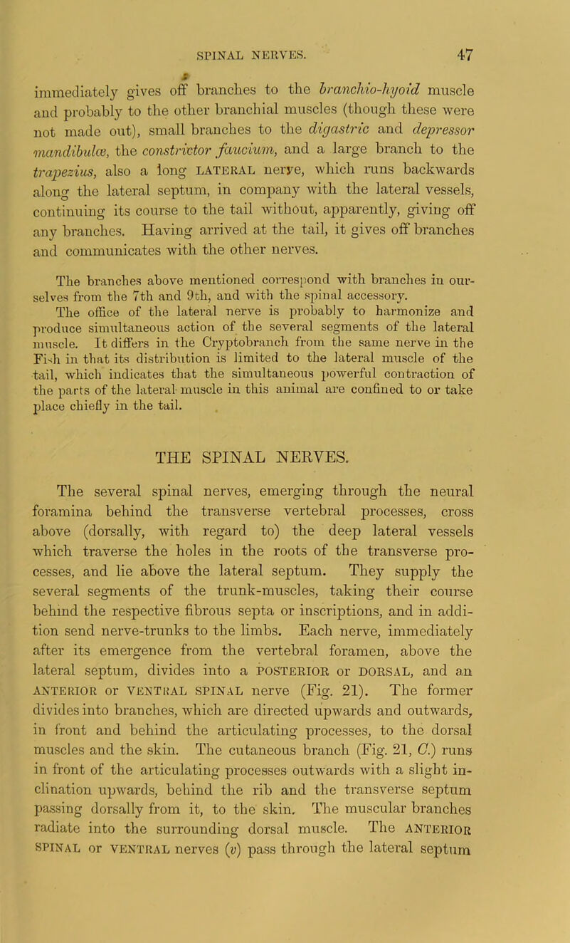 s immediately gives off branches to the hrancJuo-hyoid muscle and probably to the other branchial muscles (though these Avere not made out), small branches to the digastric and depressor mandibidce, the constrictor faucium, and a large branch to the trapezius, also a long lateral nerye, which runs backwards along the lateral septum, in company with the lateral vessels, continuing its course to the tail without, apparently, giving off any branches. Having arrived at the tail, it gives off branches and communicates Avith the other nerves. The branches above mentioned correspond Avith branches in oui’- selves from the 7th and 9th, and Avith the .spinal accessory. The office of the lateral nerve is probably to harmonize and produce simultaneous action of the several segments of the lateral muscle. It differs in the Cryptobranch from the same nerve m the Fish in that its distribution is limited to the lateral muscle of the tail, Avhich indicates that the simultaneous powerful contraction of the parts of the lateral muscle in this animal are confined to or take place chiefly in the tail. THE SPINAL NERVES. Tlie several spinal nerves, emerging through the neural foramina behind the transverse vertebral processes, cross above (dorsally, with regard to) the deep lateral vessels Avhich traverse the holes in the roots of the transverse pro- cesses, and lie above the lateral septum. They supply the several segments of the trunk-muscles, taking their course behind the respective fibrous septa or inscriptions, and in addi- tion send nerve-trunks to the limbs. Each nerve, immediately after its emergence from the vertebral foramen, above the lateral septum, divides into a posterior or dorsal, and an anterior or VENTRAL SPINAL nerve (Fig. 21). The former divides into branches, Avhich are directed upwards and outwards, in front and behind the articulating processes, to the dorsal muscles and the skin. The cutaneous branch (Fig. 21, G.) runs in front of the articulating processes outwards with a slight in- clination upwards, behind the rib and the transverse septum passing dorsally from it, to the skin. The muscular branches radiate into the surrounding dorsal muscle. The anterior SPINAL or VENTRAL nerves (y) pass through the lateral septum