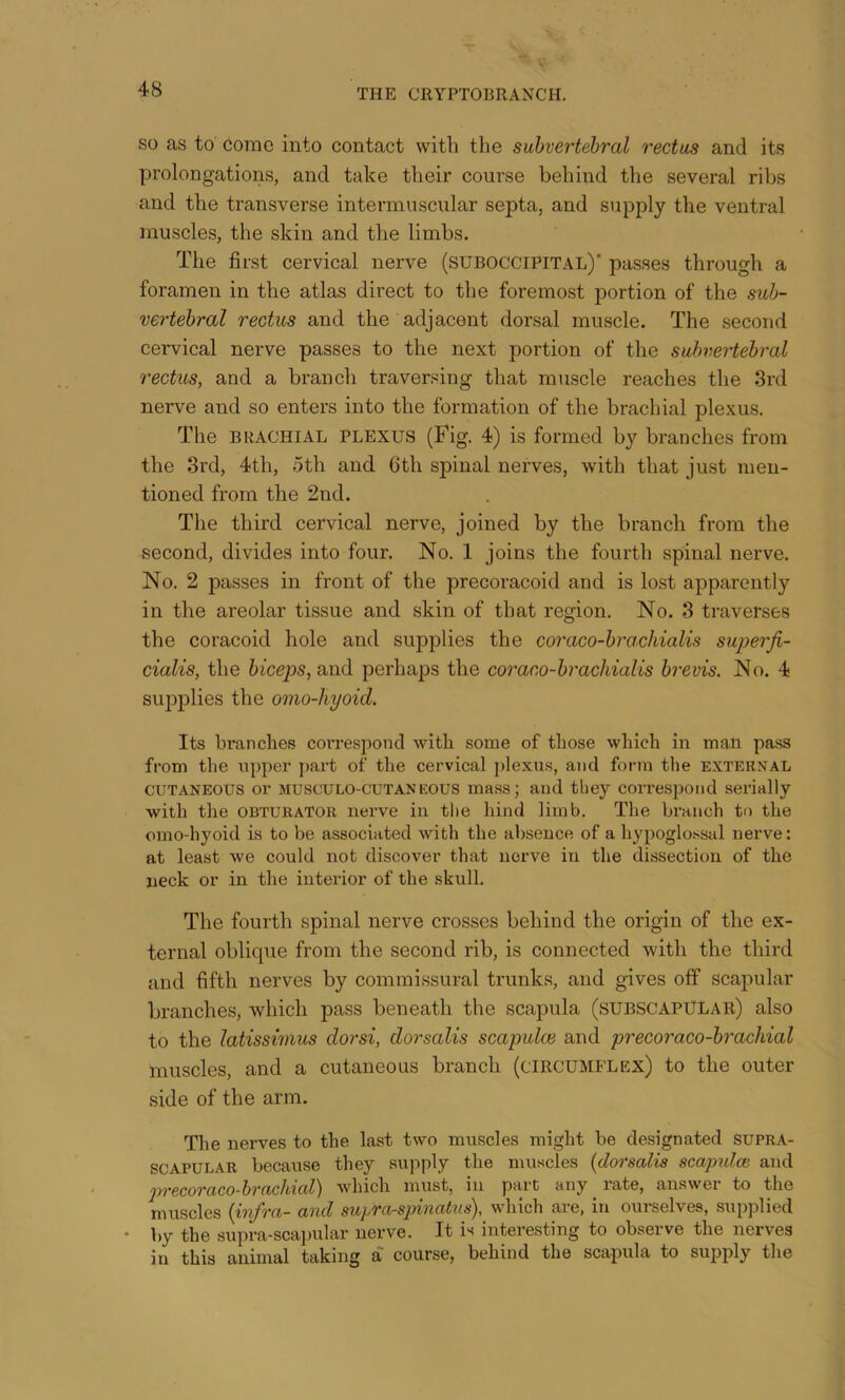 SO as to come into contact with the suhvertehral rectus and its yjrolongations, and take their course behind the several ribs and the transverse intermuscular septa, and supply the ventral muscles, the skin and the limbs. The first cervical nerve (suboccipital)’ passes through a foramen in the atlas direct to the foremost portion of the suh- vertehral rectus and the adjacent dorsal muscle. The second cervical nerve passes to the next portion of the suhvertehral rectus, and a branch traversing that muscle reaches the 3rd nerve and so enters into the formation of the brachial plexus. The BRACHIAL PLEXUS (Fig. 4) is formed by branches from the 3rd, 4th, oth and 6th spinal nerves, with that just men- tioned from the 2nd. The third cervical nerve, joined by the branch from the second, divides into four. No. 1 joins the fourth spinal nerve. No. 2 passes in front of the precoracoid and is lost apparently in the areolar tissue and skin of that region. No. 3 traverses the coracoid hole and supplies the coraco-hrachialis superji- cialis, the fticeps, and perhaps the coraco-hrachialis hrevis. No. 4 supplies the omo-hyoid. Its branches coiTespond with some of those which in man pass from the upper pai’t of the cervical j)lexus, and fonn the external CUTANEOUS or MUSCULO-CUTANEOUS mass; and they correspond serially with the OBTURATOR nerve in the hind limb. The branch to the omo-hyoid is to be associated with the absence of a hypoglo.ssul nerve: at least we could not discover that nerve in the dissection of the neck or in the interior of the skull. The fourth spinal nerve crosses behind the origin of the ex- ternal oblique from the second rib, is connected with the third and fifth nerves by commissural trunks, and gives off scapular branches, which pass beneath the scapula (subscapULar) also to the latissimus dorsi, dorsalis scapulce and precoraco-hrachial muscles, and a cutaneous branch (circumflex) to the outer side of the arm. The nerves to the last two muscles might be designated supra- scapular because they supply the muscles [dorsalis scapulm and 2}recoraco-h'rachial) which must, in part any rate, answer to the muscles {xv^ra- and sujjTa-spuriatxis^, which aie, in oiii selves, supplied • by the siipra-scapular nerve. It is interesting to observe the nerves in this animal taking a course, behind the scapula to supply tlie