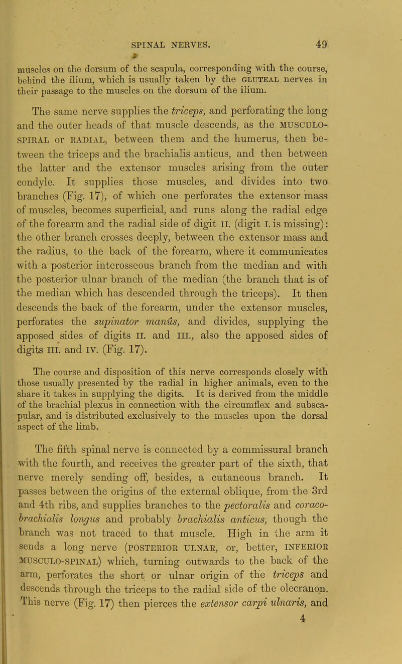 t muscles on the dorsum of the scapula, corresponding with the course, behind the iliinn, which is usually taken by the gluteal nerves in their passage to the muscles on the dorsum of the ilium. The same nerve supplies the triceps, and perforating the long and the outer heads of that muscle descends, as the MUSCULO- SPIRAL or RADIAL, between them and the humerus, then be- tween the triceps and the brachialis anticus, and then between the latter and the extensor muscles arising from the outer condyle. It supplies those muscles, and divides into two branches (Fig. 17), of which one perforates the extensor mass of muscles, becomes superficial, and runs along the radial edge of the forearm and the radial side of digit ii. (digit i. is missing): the other branch crosses deeply, between the extensor mass and the radius, to the back of the forearm, where it communicates with a posterior interosseous branch from the median and with the posterior ulnar branch of the median (the branch that is of the median which has descended through the triceps). It then descends the back of the forearm, under the extensor muscles, perforates the supinator manHs, and divides, supplying the apposed sides of digits il. and III., also the apposed sides of digits III. and iv. (Fig. 17). The course and disposition of this nerve corresponds closely with those usually presented by the radial in higher animals, even to the share it takes in supplying the digits. It is derived from the middle of the brachial plexus in connection with the circumflex and subsca- pular, and is distributed exclusively to the muscles upon the dorsal aspect of the limb. The fifth spinal nerve is connected by a commissural branch with the fourth, and receives the greater part of the sixth, that nerve merely sending off, besides, a cutaneous branch. It passes between the origins of the external oblique, from the 3rd and 4th ribs, and supplies branches to the pectoralis and coraco- hrachialis longus and probably brachialis anticus, though the branch was not traced to that muscle. High in the arm it sends a long nerve (posterior ulnar, or, better, inferior musculo-spinal) which, turning outwards to the back of the arm, perforates the short or ulnar origin of the triceps and descends through the triceps to the radial side of the olecranon. This nerve (Fig. 17) then pierces the extensor carpi uhiaris, and 4