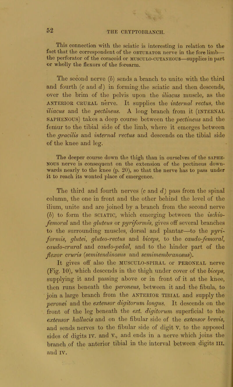 This connection with the sciatic is interesting in relation to the fact that the correspondent of the obturator nerve in the fore limb— the perforator of the coracoid or musculo-cutaneous—supplies in part or wholly the flexors of the forearm. The second nerve (h) sends a branch to unite with the third and fourth (c and d) in forming the sciatic and then descends, over the brim of the pelvis upon the iliacus muscle, as the ANTERIOR CRURAL nerve. It supplies the internal rectus, the iliacus and the pectineus. A long branch from it (internal saphenous) takes a deep course between th.Q pectineus and the feniur to the tibial side of the limb, where it emerges between the gracilis and internal rectus and descends on the tibial side of the knee and leg. The deeper course down the thigh than in ourselves of the saphe- nous nerve is consequent on the extension of the pectineus down- wards nearly to the knee (p. 20), so that the nerve has to pass under it to reach its wonted place of emergence. The third and fourth nerves (c and d) pass from the spinal column, the one in front and the other behind the level of the ilium, unite and are joined by a branch from the second nerve {h) to form the sciatic, which emerging between the ischio- femoral and the gluteus or pyriformis, gives off several branches to the surrounding muscles, dorsal and plantar—to the pyri- formis, glutei, gluteo-rectus and biceps, to the caudo-femoral, caudo-crural and caudo-pedal, and to the hinder part of the fiexor cruris (semitendinosus and semimembranosus). It gives off also the musculo-spiral or peroneal nerve (Fig. 10), which descends in the thigh under cover of the biceps, supplying it and passing above or in front of it at the knee, then runs beneath the peroneus, between it and the fibula, to join a large branch from the anterior tibial and supply the peronei and the extensor digitorum longus. It descends on the front of the leg beneath the ext. digitorum superficial to the extensor hallucis and on the fibular side of the extensor brevis, and sends nerves to the fibular side of digit V. to the apposed sides of digits IV. and V., and ends in a nerve which joins the branch of the anterior tibial in the interval between digits III. and IV.