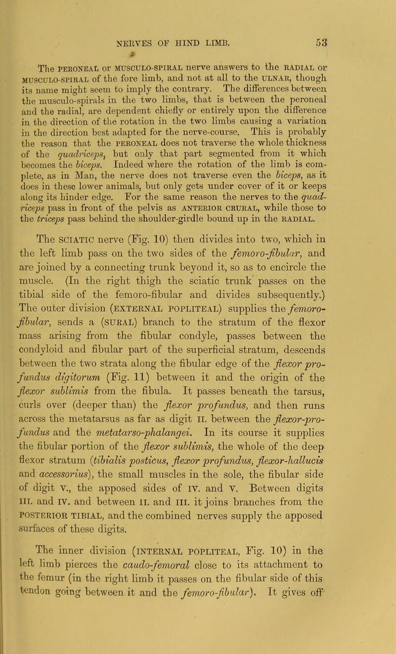 3 The PERONEAL or MUSCULO-SPiRAL nei’ve answers to the radial or MUSCULO-SPIRAL of the foi’e limb, and not at all to the ulnar, though its name might seem to imply the conti-ary. The differences between the musculo-spirals in the two limbs, that is between the peroneal and the radial, are dependent chiefly or entirely upon the difference in the direction of the rotation in the two limbs causing a variation in the direction best adapted for the nerve-course. This is probably the reason that the peroneal does not traverse the whole thickness of the quadriceps^ but only that part segmented from it which becomes the biceps. Indeed where the rotation of the limb is com- plete, as in Man, the nerve does not traverse even the biceps., as it does in these lower animals, but only gets under cover of it or keeps along its hinder edge. For the same reason the nerves to the quad- riceps pass in front of the pelvis as anterior crural, while those to the triceps pass behind the shoulder-girdle bound up in the radial. The SCIATIC nerve (Fig. 10) then divides into two, which in the left limb pass on the two sides of the femoro-Jihular, and are joined by a connecting trunk beyond it, so as to encircle the muscle. (In the right thigh the sciatic trunk passes on the tibial side of the femoro-fibular and divides subsequently.) The outer division (external popliteal) supplies the/emoro- Jihular, sends a (sURAL) branch to the stratum of the flexor mass arising from the fibular condyle, passes between the condyloid and fibular part of the superficial stratum, descends between the two strata along the fibular edge of the flexor pro- fundus digitorum (Fig. 11) between it and the origin of the flexor suhlimis from the fibula. It passes beneath the tarsus, curls over (deeper than) the flexor profundus, and then runs across the metatarsus as far as digit li. between the flexor-pro- fundus and the metatarso-phalangei. In its course it supplies the fibular portion of the flexor suhlimis, the whole of the deep flexor stratum {tibialis posticus, flexor profundus, flexor-hallucis and accessorius), the small muscles in the sole, the fibular side of digit V., the apposed sides of IV. and V. Between digits HI. and IV. and between ii. and III. it joins branches from the POSTERIOR TIBIAL, and the combined nerves supply the apposed surfaces of these digits. The inner division (internal popliteal. Fig. 10) in the left limb pierces the caudo-femoral close to its attachment to the femur (in the right limb it passes on the fibular side of this tendon going between it and the femoro-flhular). It gives off