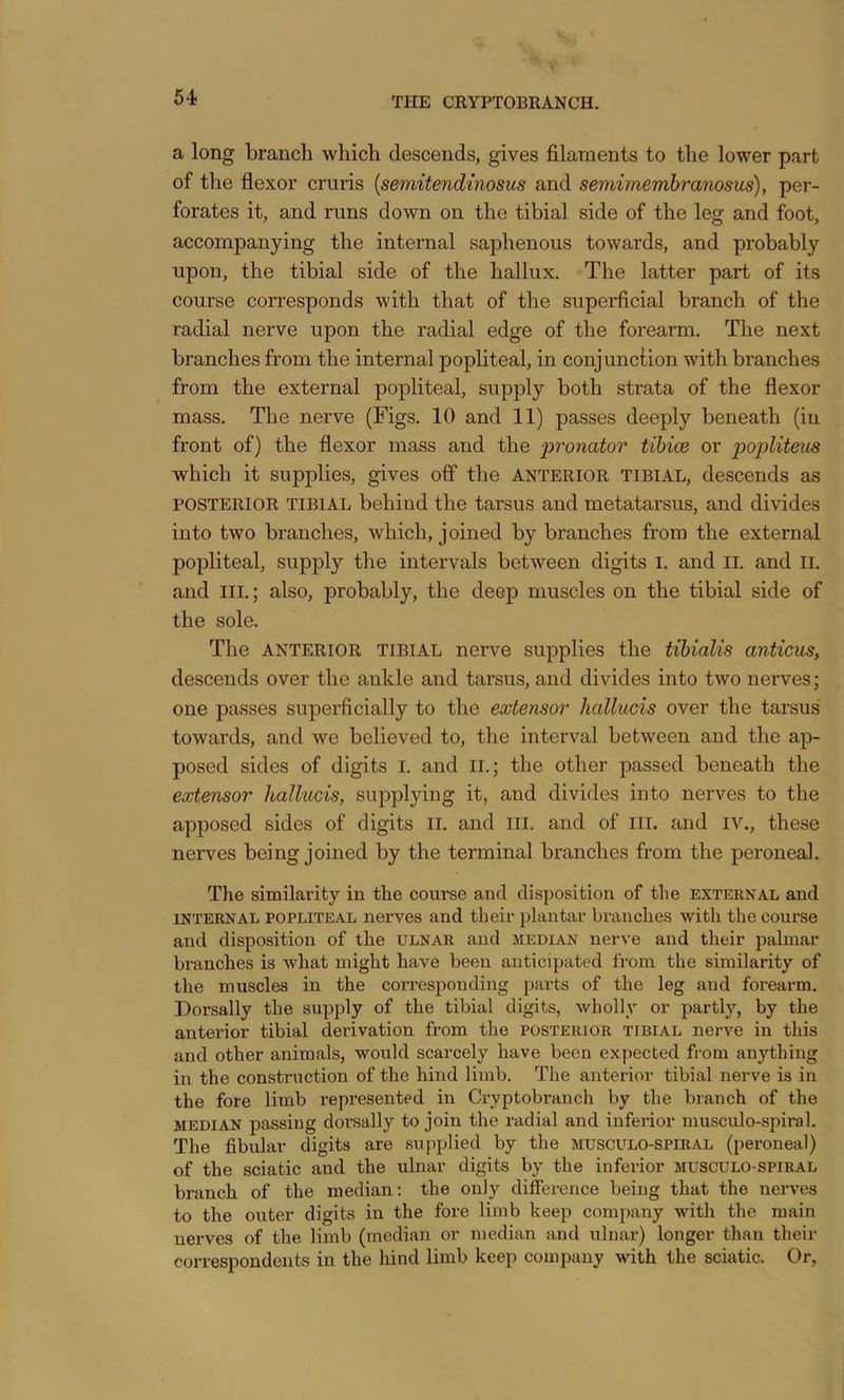 a long branch which descends, gives filaments to the lower part of the flexor cruris {semitendinosus and semimembranosus), per- forates it, and runs down on the tibial side of the leg and foot, accompanying the internal saphenous towards, and probably upon, the tibial side of the hallux. The latter part of its course corresponds with that of the superficial branch of the radial nerve upon the radial edge of the forearm. The next branches from the internal popliteal, in conjunction with branches from the external popliteal, supply both strata of the flexor mass. The nerve (Figs. 10 and 11) passes deeply beneath (in front of) the flexor mass and the 'pronator tibice or popliteus which it supplies, gives off the Anterior tibial, descends as POSTERIOR TIBIAL behind the tarsus and metatarsus, and divides into two branches, which, joined by branches from the external popliteal, supply the intervals between digits i. and ll. and Ii. and III.; also, probably, the deep muscles on the tibial side of the sole. The ANTERIOR TIBIAL nerve supplies the tibialis anticus, descends over the ankle and tarsus, and divides into two nerves ; one passes superficially to the extensor hallucis over the tarsus towards, and we believed to, the interval between and the ap- posed sides of digits I. and ll.; the other passed beneath the extensor hallucis, supplying it, and divides into nerves to the apposed sides of digits ii. and HI. and of ill. and iv., these nerves being joined by the terminal branches from the peroneal. The similarity in the coui’se and disposition of the external and INTERNAL POPLITEAL nerves and their plantar branches with the course and disposition of the ulnar and median nerve and their palmar branches is what might have been anticipated from the similarity of the muscles in the corresponding parts of the leg and forearm. Dorsally the supply of the tibial digits, wholly or partly, by the anterior tibial derivation from the posterior tibial nerve in this and other animals, would scarcely have been expected from anything in the construction of the hind limb. The anterior tibial nerve is in the fore limb represented in Cryptobranch by the branch of the median passing dorsally to join the radial and inferior musculo-spiral. The fibular digits are supplied by the musculo-spiral (peroneal) of the sciatic and the ulnar digits by the inferior musculo-spiral branch of the median: the only difference being that the nerves to the outer digits in the fore limb keep company with the main nerves of the limb (median or median and ulnar) longer than their correspondents in the hind limb keep company with the sciatic. Or,