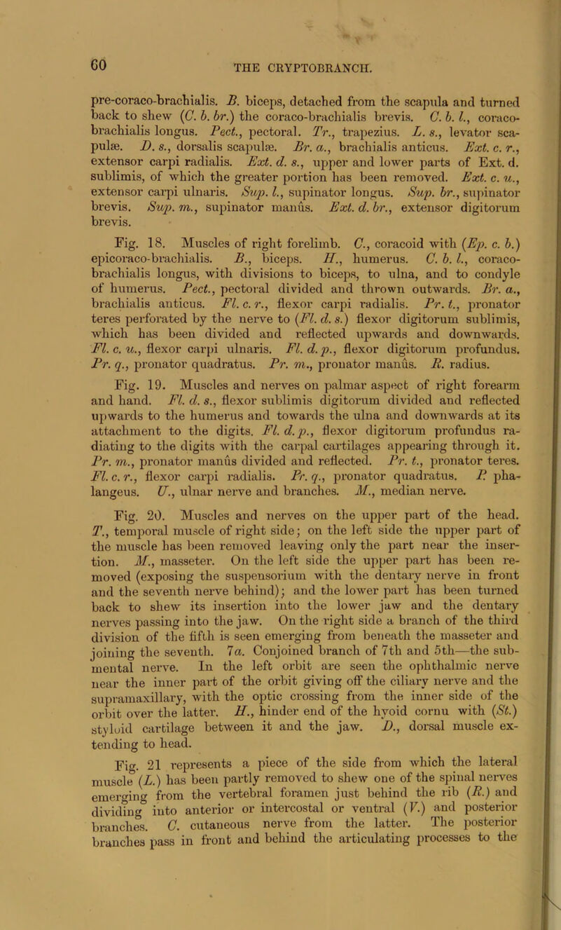 pre-coraco-brachialis. B. biceps, detached from the scaprda and turned back to shew ((7. h. br.) the coraco-brachialis brevis. C. h. 1., coraco- brachialis longus. PecL, pectoral. Tr., trapezius. L. levator sca- pulae. D. s., dorsalis scapulae. Br. a., brachialis anticus. Ext. c. r., extensor carpi radialis. Ext. d. s., upper and lower parts of Ext. d. sublimis, of which the greater portion has been removed. Ext. c. u., extensor cai’pi ulnaris. Sup. 1., supinator longus. Sup. hr., supinator brevis. Su^). m., supinator man us. Ext. d. br., extensor digitorum brevis. Fig. 18. Muscles of right forelimb. €., coracoid with {Ep. c. b.) epicoraco-brachialis. B., biceps. H., humerus. G. b. L, coraco- brachialis longus, with divisions to biceps, to ulna, and to condyle of humerus. Pect., pectoral divided and thrown outwards. Br. a., brachialis anticus. Fl.c.r., flexor carpi radialis. Pr.t., pronator teres perforated by the nevye to {FI. d. s.) flexor digitorum sublimis, which has been divided and reflected upwards and downwards. c. w., flexor carpi ulnaris. Fl.d.p., flexor digitorum profundus. Pr. q., pronator quadratus. Pr. m., pronator maiius. R. radius. Fig. 19. Muscles and nerves on palmar aspect of right forearm and hand. FI. d. s., flexor sublimis digitorum divided and reflected upwards to the humerus and towards the ulna and downwards at its attachment to the digits. Fl.d.p., flexor digitorum profundus ra- diating to the digits with the carpal cartilages appearing through it. Pr. m., pronator manus divided and reflected. Pr. t., pronator teres. FI. c. r., flexor carpi radialis. Pr. q., pronator quadratus. P. pha- langeus. U., ulnar nerve and branches. M., median nerve. Fig. 20. Muscles and nerves on the upper part of the head. T., temporal muscle of right side; on the left side the upper part of the muscle has been removed leaving only the part near the inser- tion. M., masseter. On the left side the upper part has been re- moved (exposing the suspensoiium with the dentary nerve in front and the seventh nerve behind); and the lower part has been turned back to shew its insertion into the lower jaw and the dentary nerves passing into the jaw. On the right side a branch of the third division of the fifth is seen emerging from beneath the masseter and joining the seventh, la. Conjoined branch of 7th and 5th—the sub- mental nerve. In the left orbit are seen the ophthalmic nexwe near the inner pai-t of the orbit giving off the ciliary nerve and the supramaxillary, with the optic crossing from the inner side of the orbit over the latter. H., hinder end of the hyoid cornu with {St.) styloid cartilage between it and the jaw. D., dorsal muscle ex- tending to head. Fi«^. 21 represents a piece of the side from which the lateral muscle {L.) has been partly removed to shew one of the spinal nerves emerging from the vertebral foramen just behind the rib {R.) and dividing into anterior or intercostal or ventral (F.) and posterior branches. C. cutaneous nerve from the lattex’. The posterior branches pass in front and behind the ax'ticulating processes to the
