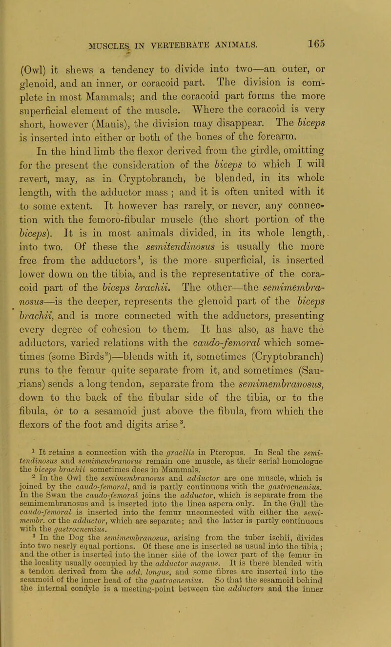 (Owl) it shews a tendency to divide into two—an outer, or glenoid, and an inner, or coracoid part. The division is com- plete in most Mammals; and the coracoid part forms the more superficial element of the muscle. Where the coracoid is very short, however (Manis), the division may disappear. The biceps is inserted into either or both of the hones of the forearm. In the hind limb the flexor derived from the girdle, omitting for the present the consideration of the biceps to which I will revert, may, as in Cryptobranch, be blended, in its whole length, with the adductor mass ; and it is often united with it to some extent. It however has rarely, or never, any connec- tion with the femoro-fibular muscle (the short portion of the biceps). It is in most animals divided, in its whole length, into two. Of these the seinitendinosus is usually the more free from the adductors \ is the more superficial, is inserted lower down on the tibia, and is the representative of the cora- coid part of the biceps brachii. The other—the semimembra- nosus—is the deeper, represents the glenoid part of the biceps brachii, and is more connected with the adductors, presenting every degree of cohesion to them. It has also, as have the adductors, varied relations with the caudo-femoral which some- times (some Birds—blends with it, sometimes (Cryptobranch) runs to the femur quite separate from it, and sometimes (Sau- .rians) sends a long tendon, separate from the semimembranosus, down to the back of the fibular side of the tibia, or to the fibula, or to a sesamoid just above the fibula, from which the flexors of the foot and digits arise ^ It retains a connection with the gracilis in Pteropus. In Seal the semi- tcndinosus and semimembranosus remain one muscle, as their serial homologue the biceps brachii sometimes does in Mammals. - In the Owl the semimembranosus and adductor are one muscle, which is joined by the caudo-femoral, and is partly continuous with the gastrocnemius. In the Swan the caudo-femoral joins the adductor, which is separate from the semimembranosus and is inserted into the linea aspera only. In the Gull the caudo-femoral is inserted into the femur unconnected with either the semi- membr. or the adductor, which are separate; and the latter is partly continuous with the gastrocnemius. ® In the Dog the semimembranosus, arising from the tuber ischii, divides into two nearly equal portions. Of these one is inserted as usual into the tibia; and the other is inserted into the inner side of the lower part of the femur in the locality usually occupied by the adductor magnus. It is there blended with a tendon derived from the add. longus, and some fibres are inserted into the sesamoid of the inner head of the gastrocnemius. So that the sesamoid behind the internal condyle is a meeting-point between the adductors and the inner
