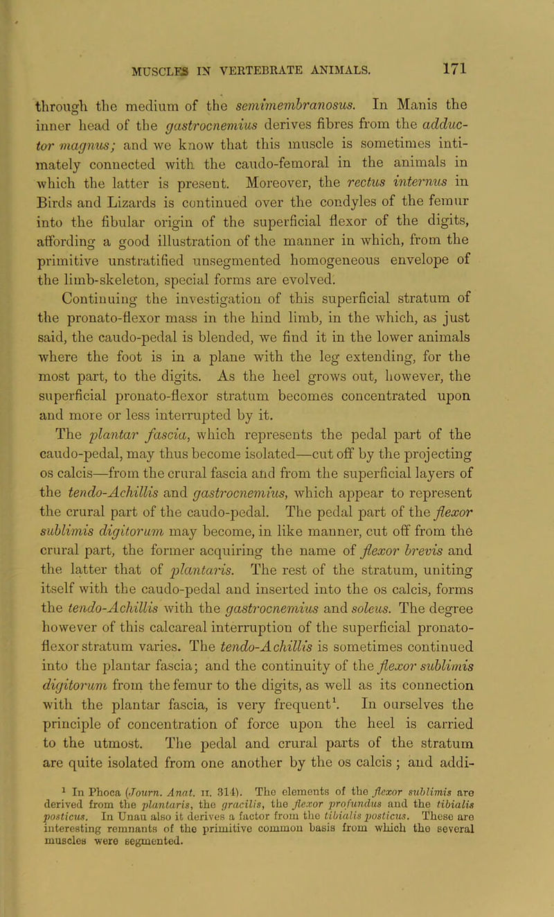 through the medium of the semimemhranosus. In Manis the inner head of the gastrocnemius derives fibres from the adduc- tor magmis; and we know that this muscle is sometimes inti- mately connected with the caudo-femoral in the animals in which the latter is present. Moreover, the rectus internets in Birds and Lizards is continued over the condyles of the femur into the fibular origin of the superficial flexor of the digits, affording a good illustration of the manner in which, from the primitive unstratified unsegmented homogeneous envelope of the limb-skeleton, special forms are evolved. Continuing the investigation of this superficial stratum of the pronato-flexor mass in the hind limb, in the which, as just said, the caudo-pedal is blended, we find it in the lower animals where the foot is in a plane with the leg extending, for the most part, to the digits. As the heel grows out, however, the superficial pronato-flexor stratum becomes concentrated upon and more or less interrupted by it. The 'plantar fascia, which represents the pedal part of the caudo-pedal, may thus become isolated—cut off by the projecting os calcis—from the crural fascia and from the superficial layers of the tendo-Achillis and gastrocnemius, which appear to represent the crural part of the caudo-pedal. The pedal part of the flexor suhlimis digitorum may become, in like manner, cut off from the crural part, the former acquiring the name of flexor brevis and the latter that of p>lantaris. The rest of the stratum, uniting itself with the caudo-pedal and inserted into the os calcis, forms the tendo-Achillis Avith the gastrocnemius and soleus. The degree however of this calcareal interruption of the superficial pronato- flexor stratum varies. The tendo-Achillis is sometimes continued into the plantar fascia; and the continuity of ih.& flexor suhlimis digitorum from the femur to the digits, as well as its connection with the plantar fascia, is very frequenth In ourselves the principle of concentration of force upon the heel is carried to the utmost. The pedal and crural parts of the stratum are quite isolated from one another by the os calcis ; and addi- ^ In Phoca (Journ. Anat. ii. 314). Tho elements of the flexor suhlimis are derived from the plantaris, the gracilis, the flexor profundus and the tibialis postieux. In Unau also it derives a factor from the tibialis posticus. These are interesting remnants of tho primitive common basis from which tho several muscles wore segmented.