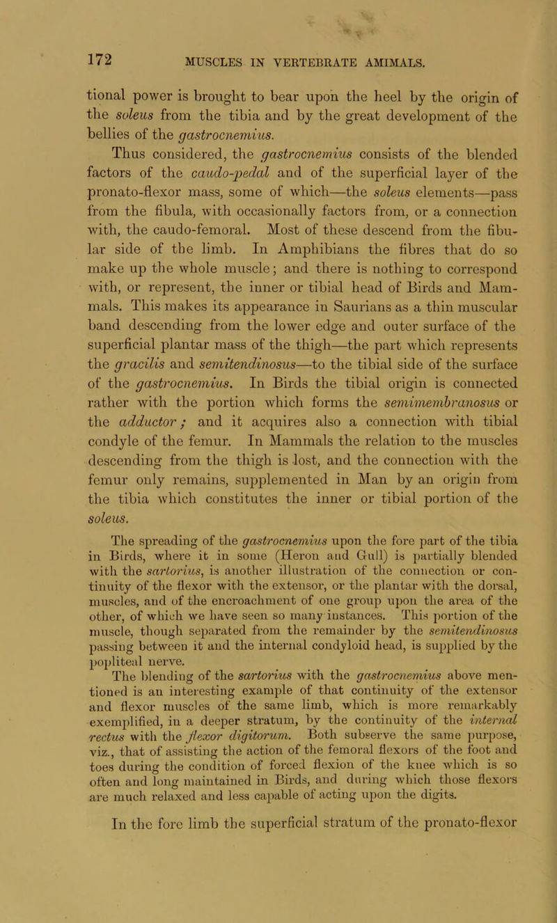 tional power is brought to bear upon the heel by the origin of the soleus from the tibia and by the great development of the bellies of the gastrocnemius. Thus considered, the gastrocnemius consists of the blended factors of the caudo-pedal and of the superficial layer of the pronato-flexor mass, some of which—the soleus elements—pass from the fibula, with occasionally factors from, or a connection with, the caudo-femoral. Most of these descend from the fibu- lar side of the limb. In Amphibians the fibres that do so make up the whole muscle; and there is nothing to correspond with, or rej)resent, the inner or tibial head of Birds and Mam- mals. This makes its appearance in Saurians as a thin muscular band descending from the lower edge and outer surface of the superficial plantar mass of the thigh—the part which represents the gracilis and seinitendinosus—to the tibial side of the surface of the gastrocnemius. In Birds the tibial origin is connected rather with the portion which forms the semimembranosus or the adductor; and it acquires also a connection with tibial condyle of the femur. In Mammals the relation to the muscles descending from the thigh is lost, and the connection with the femur only remains, supplemented in Man by an origin from the tibia which constitutes the inner or tibial portion of the soleus. The spreading of the gastrocnemius upon the fore part of the tibia in Birds, where it in some (Heron and Gull) is ])artially blended with the sartorius, is another illustration of the connection or con- tinuity of the flexor with the extensor, or the plantar with the doi-sal, muscles, and of the encroachment of one group upon the area of the other, of which we have seen so many instances. This ])ortion of the muscle, though separated from the remainder by the semitendinosus passing between it and the internal condyloid head, is supplied by the popliteal nerve. The blending of the sartoHus with the gastrocnemius above men- tioned is an interesting example of that continuity of the extensor and flexor muscles of the same limb, which is more remarkably exemplified, in a deeper stratum, by the continuity of the internal rectum with the flexor digitorum. Both subserve the same purpose, viz., that of assisting the action of the femoral flexors of the foot and toes during the condition of forced flexion of the knee which is so often and long maintained in Birds, and during which those flexors are much relaxed and less capable of acting upon the digits. In the fore limb the superficial stratum of the pronato-flexor