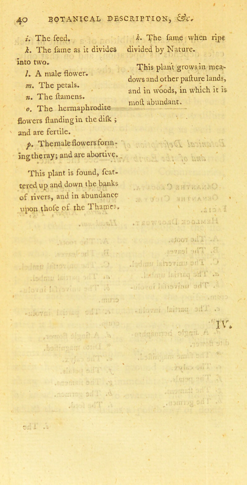 BOTANICAL DESCRIPTION, &C. /. The feed. k. The fame as it divides into two. /. A male flower. m. The petals. m. The ftamens. o. The hermaphrodite flowers {landing in the dific ; and are fertile. p. The male flowers form- ing the ray; and are abortive.. This plant is found, fcat- tered up and down the banks of rivers, and in abundance upon thole of the 1 liatncs. k. The fame when ripe divided by Nature. This plant grows in mea- dows and other pafture lands, and in woods, in which it is mod abundant. •v’AVA \vAv - X , ..4 - J y »D 4ii i / A'- .'.jOG'l . a * • • ■•v/fss! 'H t. .<■ ’ Jf! L * .1 *' i. ! i, i i t £ A i ill odT . .. 1 [id'S»1T .a IV