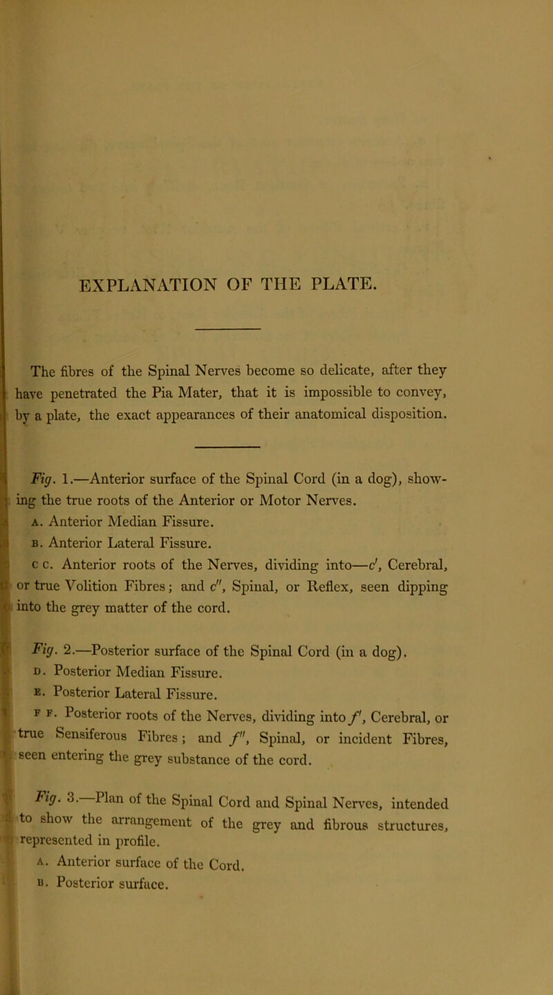 EXPLANATION OF THE PLATE. The fibres of the Spinal Nerves become so delicate, after they have penetrated the Pia Mater, that it is impossible to convey, by a plate, the exact appearances of their anatomical disposition. Fig. 1.—Anterior surface of the Spinal Cord (in a dog), show- ing the true roots of the Anterior or Motor Nerves. a. Anterior Median Fissure. b. Anterior Lateral Fissure. c c. Anterior roots of the Nerves, dividing into—c', Cerebral, or true Volition Fibres; and c. Spinal, or Reflex, seen dipping into the grey matter of the cord. Fig. 2.—Posterior surface of the Spinal Cord (in a dog), n. Posterior Median Fissure. e. Posterior Lateral Fissure. f f. Posterior roots of the Nerves, dividing into/'. Cerebral, or 1 true Sensiferous Fibres; and /, Spinal, or incident Fibres, | seen entering the grey substance of the cord. f d Fig. 3. Plan of the Spinal Cord and Spinal Nerves, intended to show the arrangement of the grey and fibrous structures, represented in profile. a. Anterior surface of the Cord, u. Posterior surface.