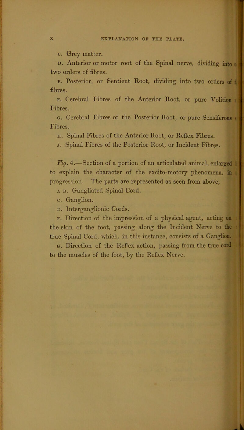 c. Grey matter. d. Anterior or motor root of the Spinal nerve, dividing into two orders of fibres. e. Posterior, or Sentient Root, dividing into two orders of fibres. f. Cerebral Fibres of the Anterior Root, or pure Volition Fibres. g. Cerebral Fibres of the Posterior Root, or pure Sensiferous Fibres. n. Spinal Fibres of the Anterior Root, or Reflex Fibres. j. Spinal Fibres of the Posterior Root, or Incident Fibres. Fig. 4.—Section of a portion of an articulated animal, enlarged i to explain the character of the excito-motory phenomena, in progression. The parts are represented as seen from above, a b. Gangliated Spinal Cord. c. Ganglion. d. Interganglionic Cords. f. Direction of the impression of a physical agent, acting on the skin of the foot, passing along the Incident Nerve to the true Spinal Cord, which, in this instance, consists of a Ganglion. g. Direction of the Reflex action, passing from the true cord to the muscles of the foot, by the Reflex Nerve.