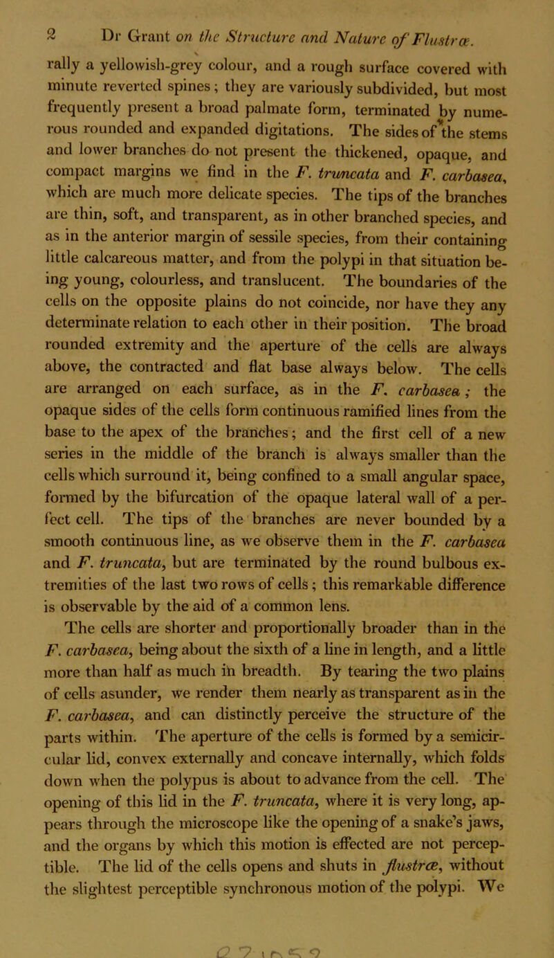 v rally a yellowish-grey colour, and a rough surface covered with minute reverted spines; they are variously subdivided, but most frequently present a broad palmate form, terminated by nume- rous rounded and expanded digitations. The sides of die stems and lower branches do not present the thickened, opaque, and compact margins we find in the F. trimeata and F. carbasea, which are much more delicate species. The tips of the branches are thin, soft, and transparent, as in other branched species, and as in the anterior margin of sessile species, from their containing little calcareous matter, and from the polypi in that situation be- ing young, colourless, and translucent. The boundaries of the cells on the opposite plains do not coincide, nor have they any determinate relation to each other in their position. The broad rounded extremity and the aperture of the cells are always above, the contracted and flat base always below. The cells are arranged on each surface, as in the F. carbasea; the opaque sides of the cells form continuous ramified lines from the base to the apex of the branches; and the first cell of a new series in the middle of the branch is always smaller than the cells which surround it, being confined to a small angular space, formed by the bifurcation of the opaque lateral wall of a per- fect cell. The tips of the branches are never bounded by a smooth continuous line, as we observe them in the F. carbasea and F. truncata, but are terminated by the round bulbous ex- tremities of the last two rows of cells; this remarkable difference is observable by the aid of a common lens. The cells are shorter and proportionally broader than in the F. carbasea, being about the sixth of a line in length, and a little more than half as much in breadth. By tearing the two plains of cells asunder, we render them nearly as transparent as in the F. carbasea, and can distinctly perceive the structure of the parts within. The aperture of the cells is formed by a semicir- cular lid, convex externally and concave internally, which folds down when the polypus is about to advance from the cell. The opening of this lid in the F. truncata, where it is very long, ap- pears through the microscope like the opening of a snake’s jaws, and the organs by which this motion is effected are not percep- tible. The lid of the cells opens and shuts in Jlustrce, without the slightest perceptible synchronous motion of the polypi. We